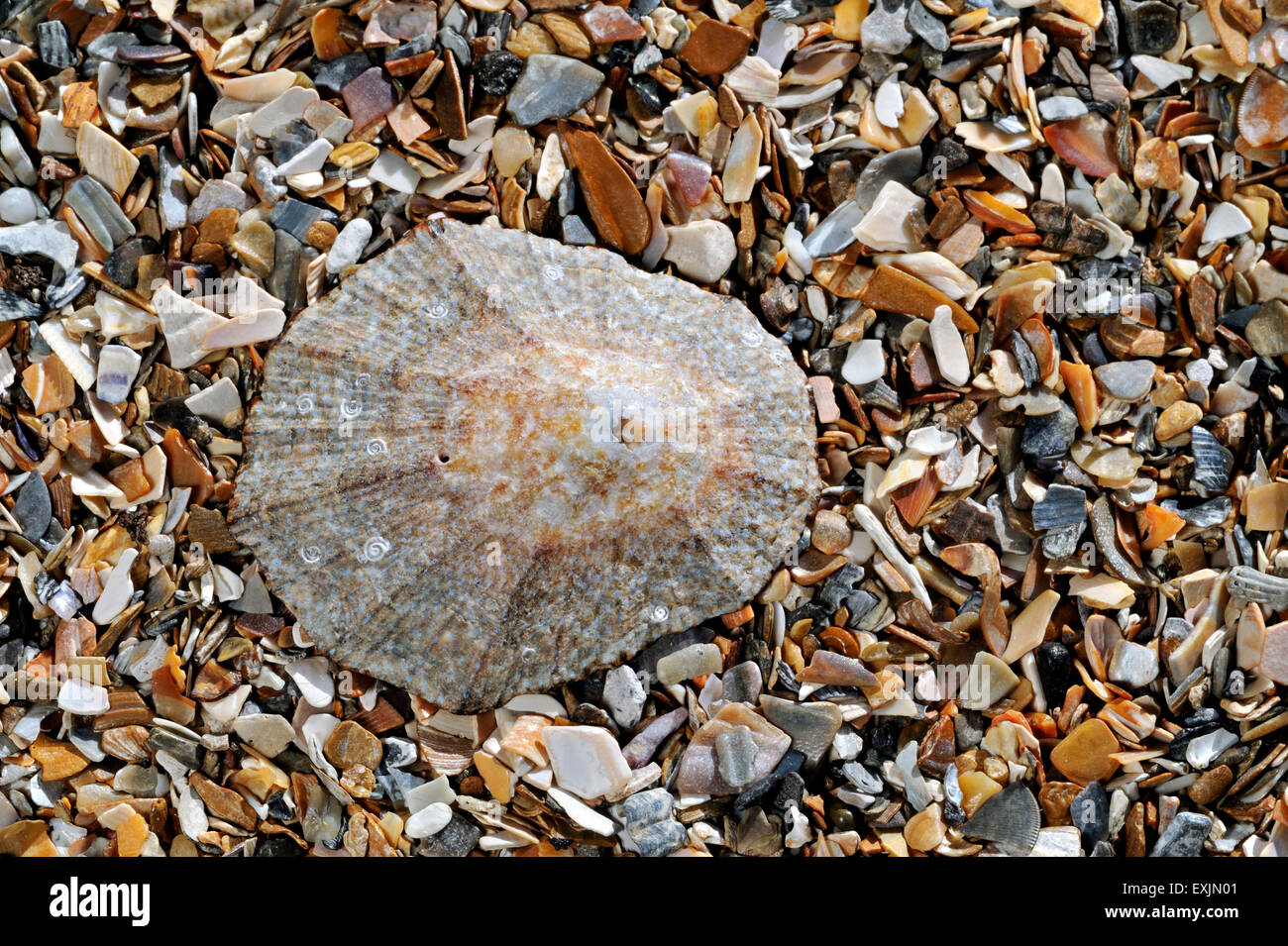 Rayed Mediterranean limpet (Patella caerulea) shell washed on beach Stock Photo
