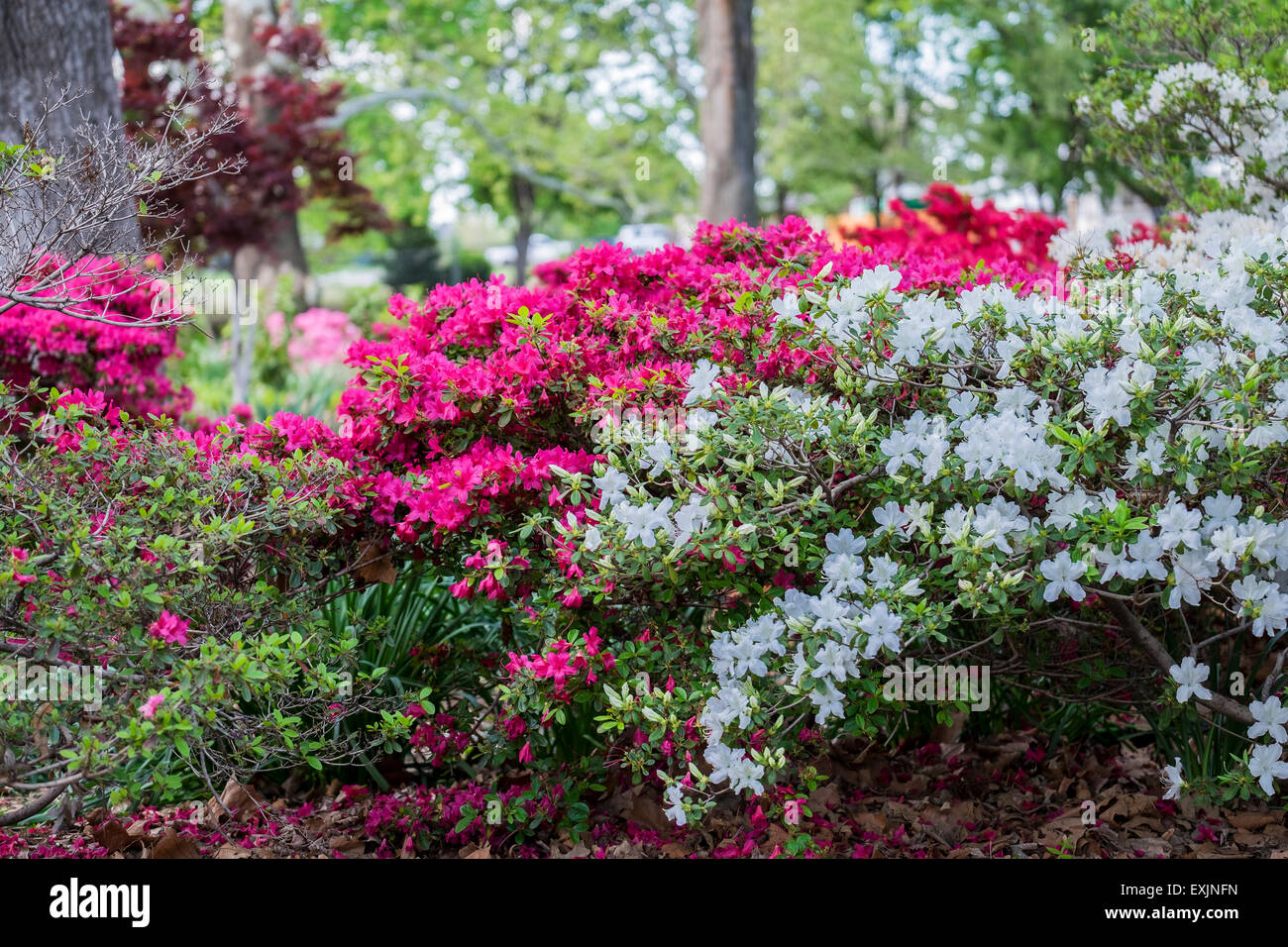 Azaleas bloom in the spring in a public park in Oklahoma City, Oklahoma,USA. Stock Photo