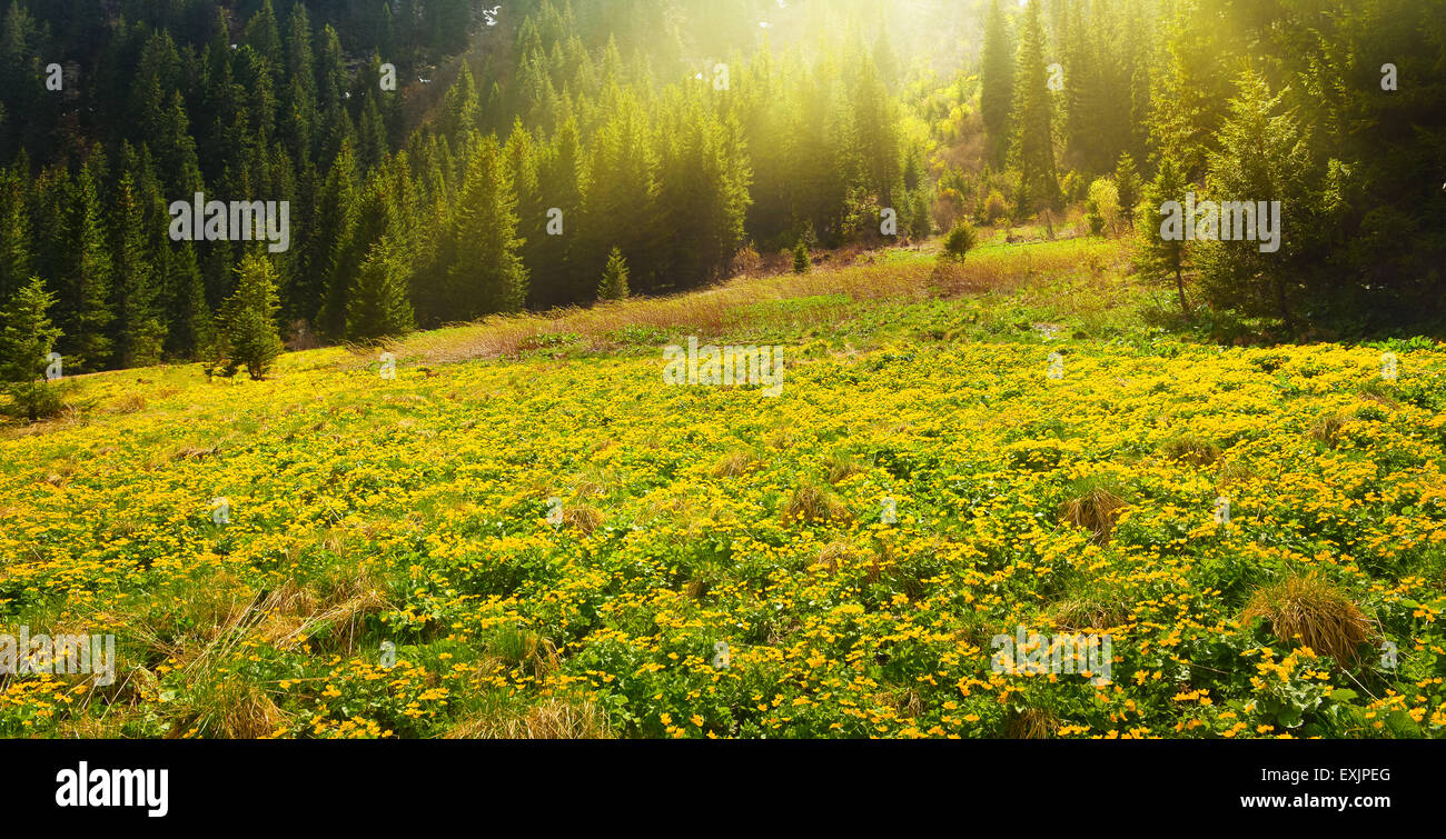 Forest glade full of wild yellow flowers. Stock Photo