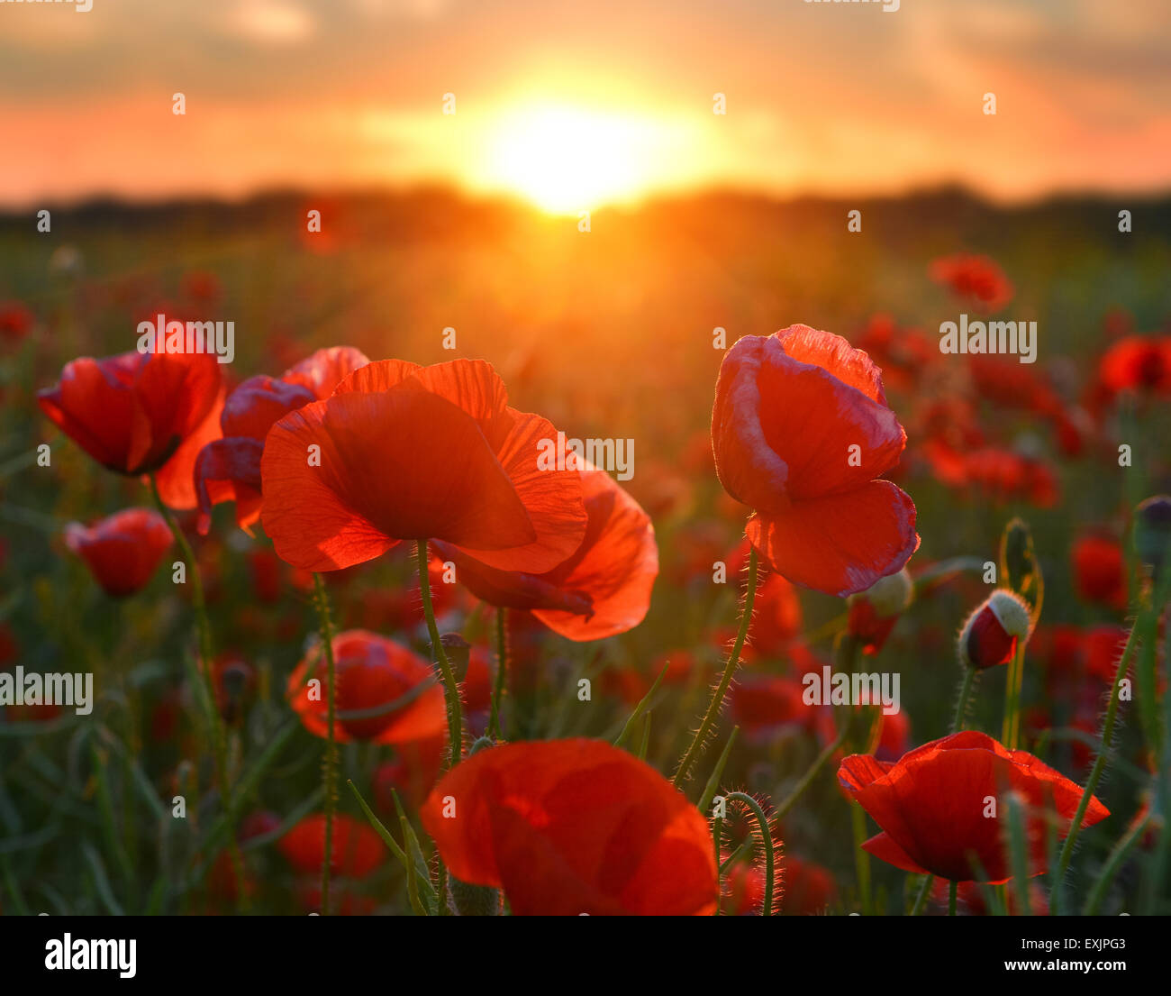 Field of red poppies in summer countryside at sunrise. Stock Photo