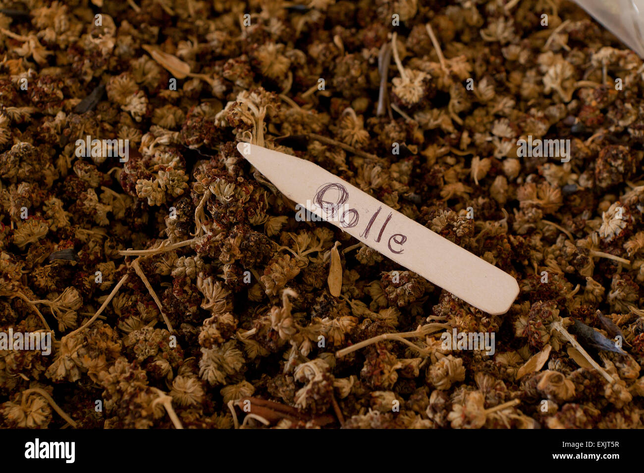 Qolle, Peruvian plant used in natural dyeing process of yarn Stock Photo