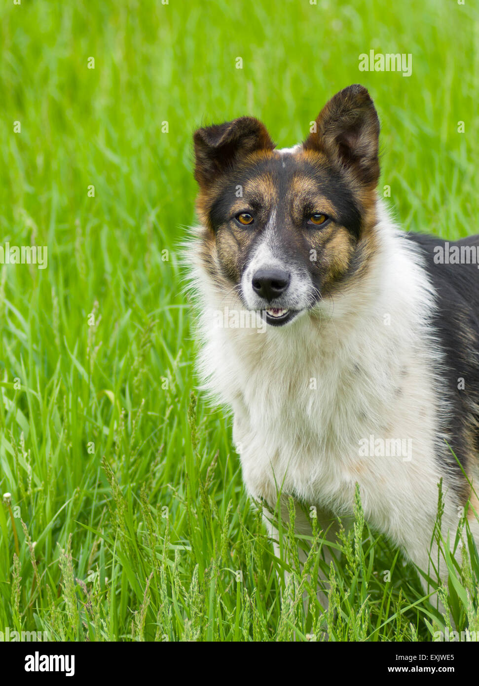 Cute mixed breed dog in the spring grass Stock Photo - Alamy
