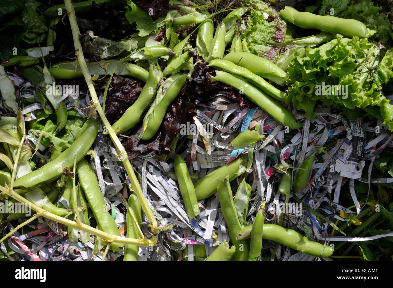 Garden waste material with broad bean pods and shredded newspaper on a compost heap for home recycling. Stock Photo