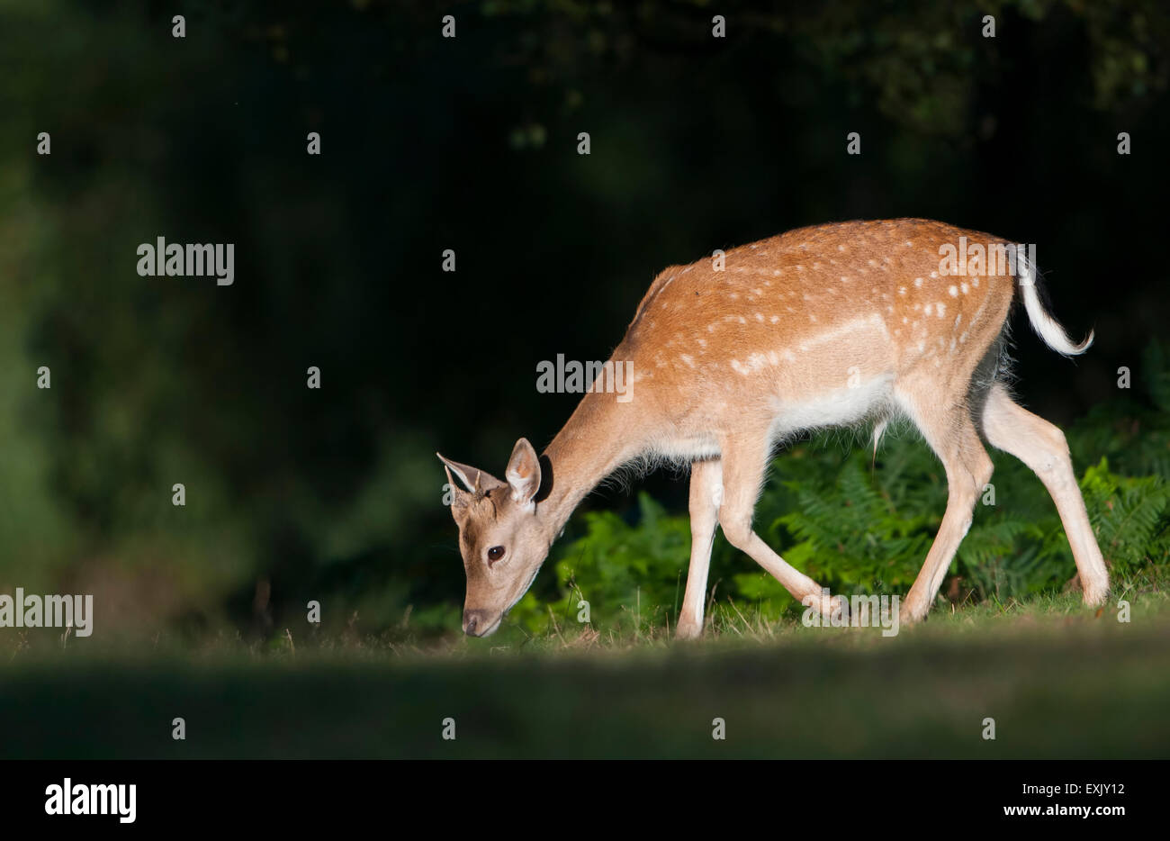 A young Fallow Deer (Dama dama) feeds in a sunny woodland glade, Ashdown Forest, East Sussex, UK Stock Photo