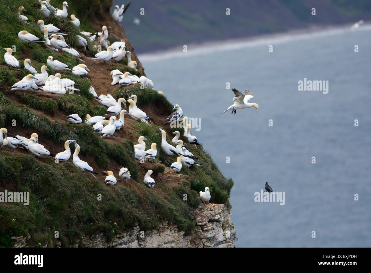 Gannets at breeding colony resting at the clifftop and riding the wind, Bempton Cliffs RSPB, East Yorkshire, UK Stock Photo