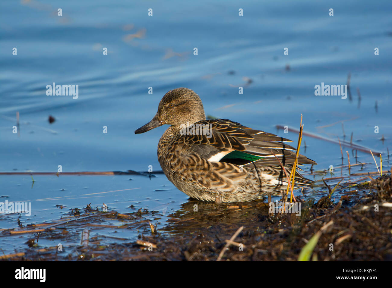 A female Teal (Anas crecca) at the water's edge in evening sun. Stock Photo