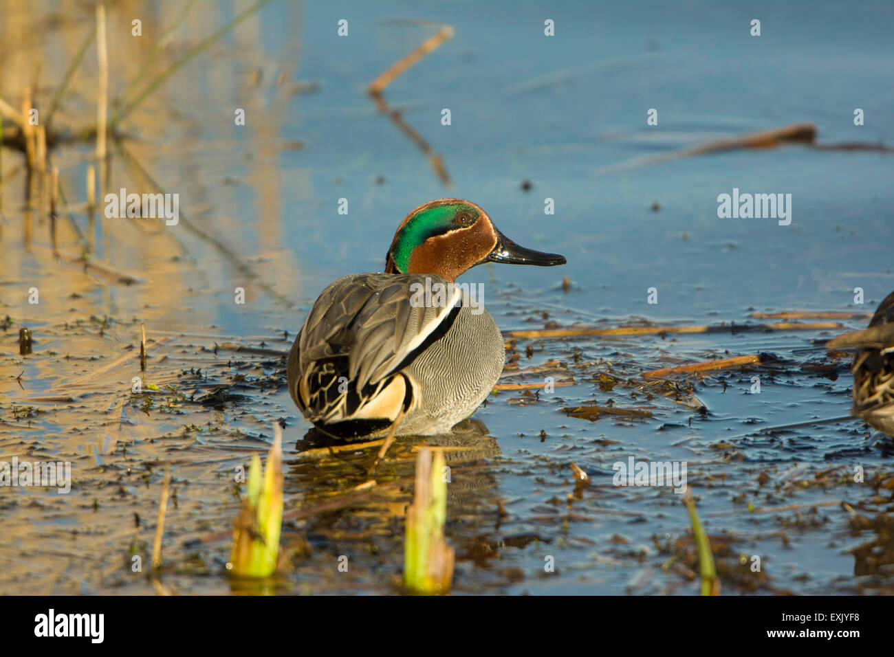A male Teal (Anas crecca) at the water's edge in evening sun. Stock Photo