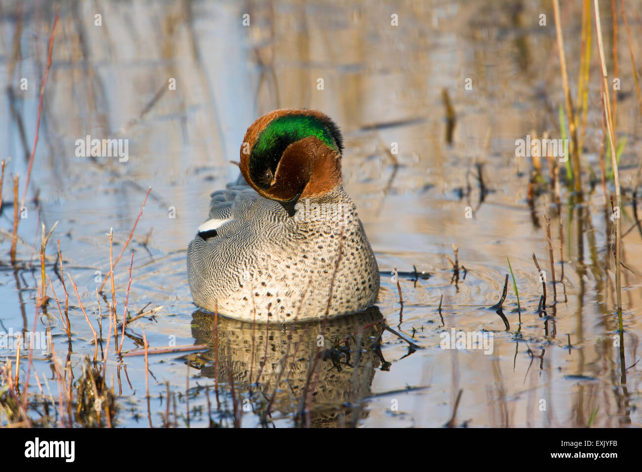 A male Teal (Anas crecca) preens at the water's edge in evening sun. Stock Photo
