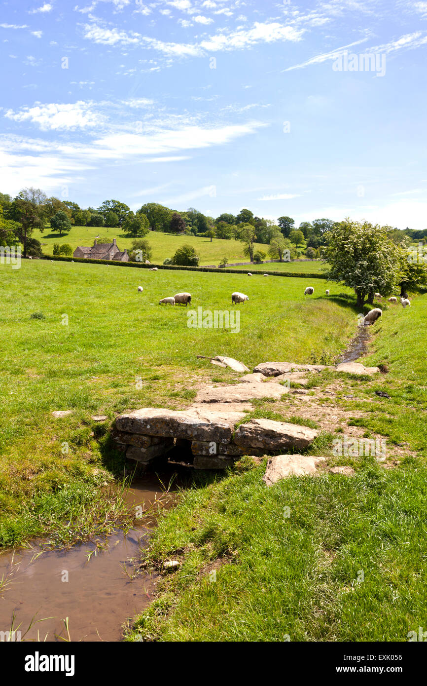 Sheep grazing beside a Cotswold stream near Stowell, Gloucestershire UK Stock Photo