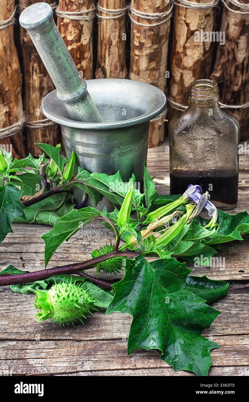 Stems of herbaceous medicinal plants genus Datura Nightshade family with poppy seeds on the background mortar with pestle. Stock Photo