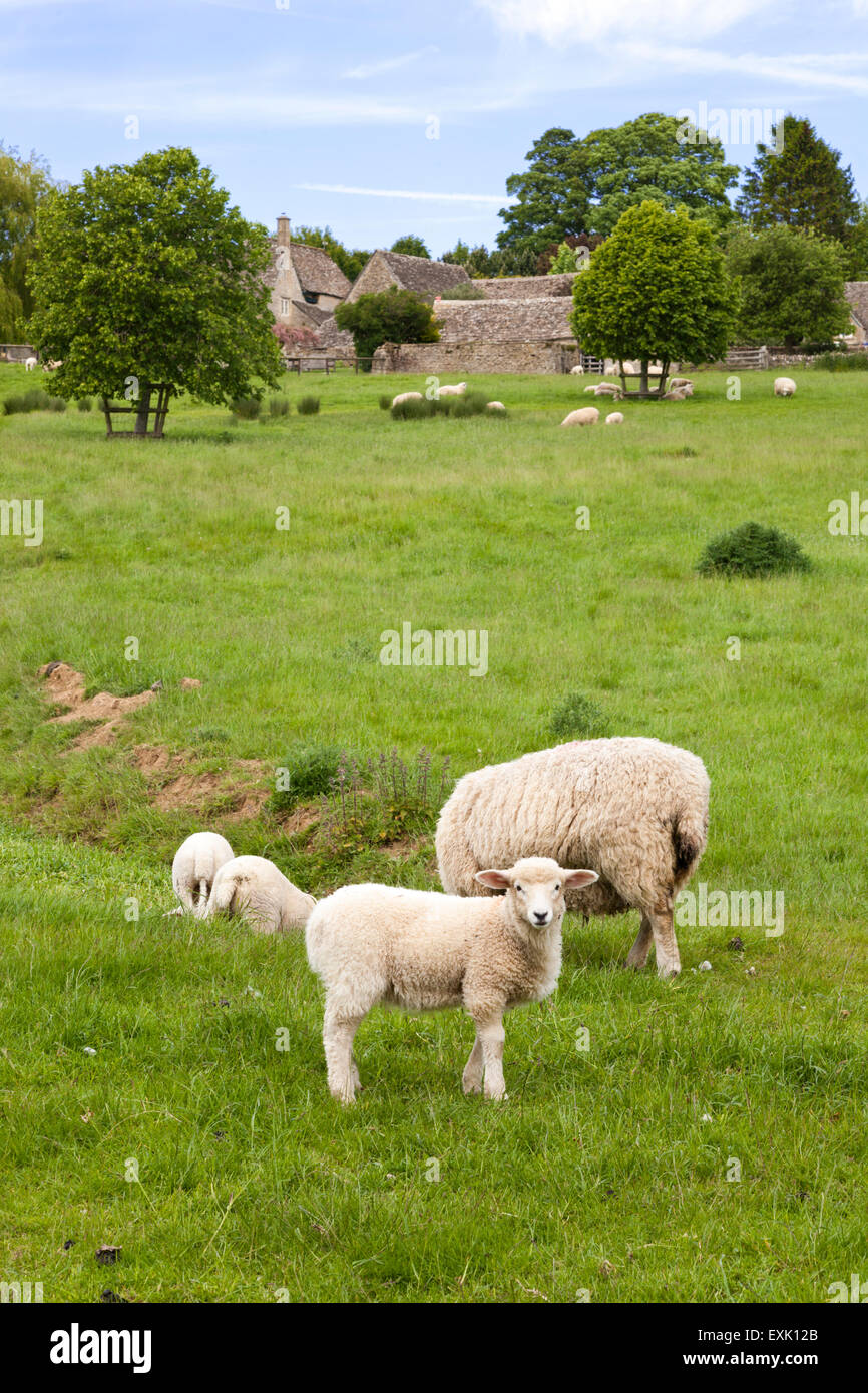 Sheep and lambs grazing at the Cotswold village of Yanworth, Gloucestershire UK Stock Photo