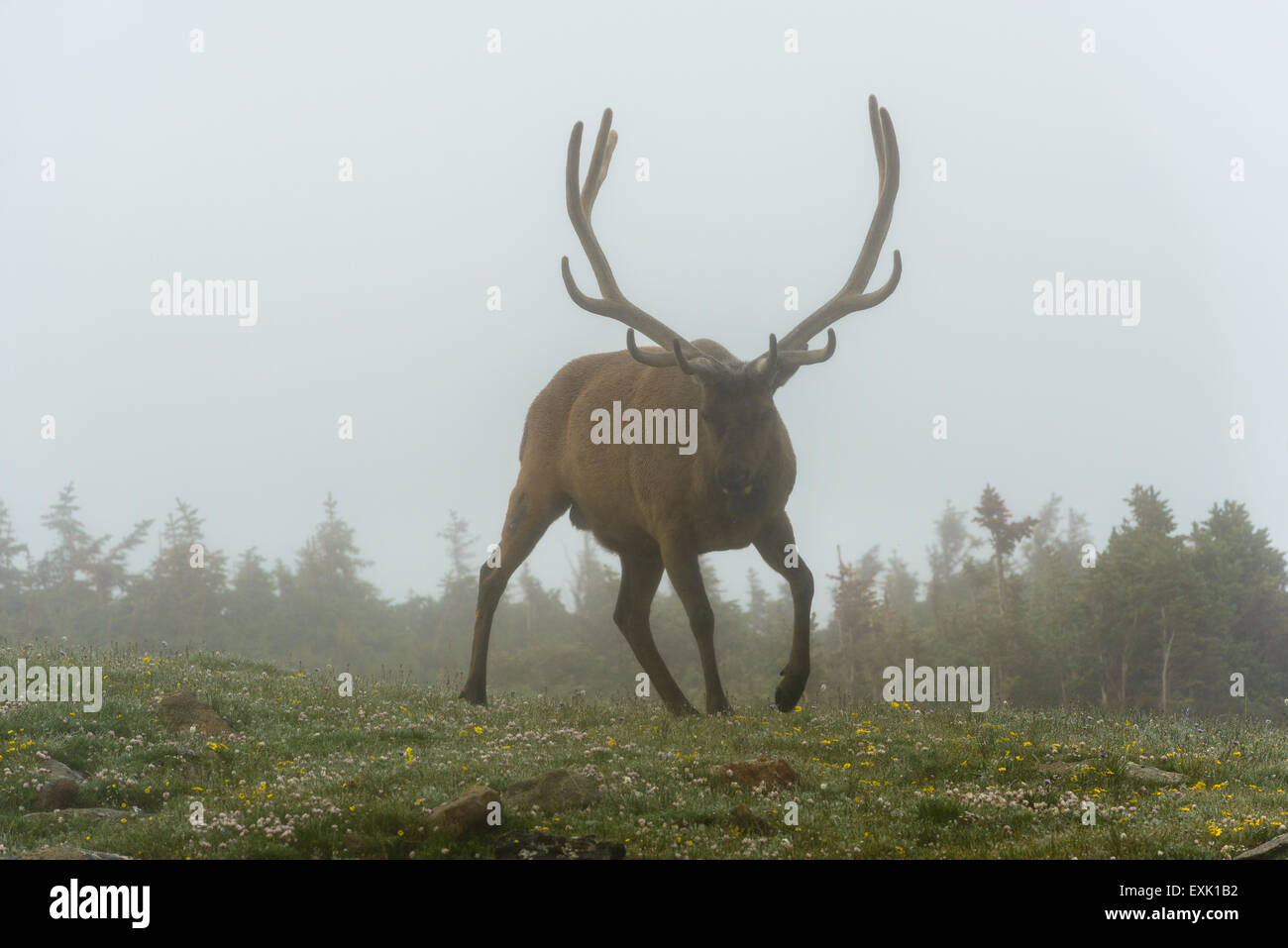 Photograph of a male elk in the fog. Rocky Mountain National Park, Colorado. Stock Photo