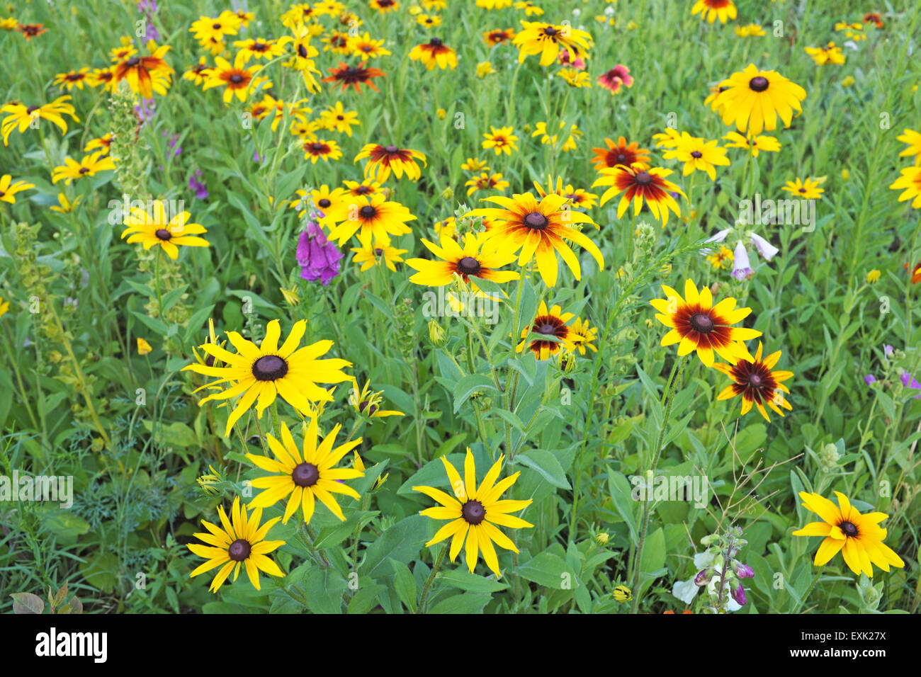 Gloriosa Daisy, flowers, Rudbeckia gloriosa, is a type of black eyed susan or coneflower Stock Photo