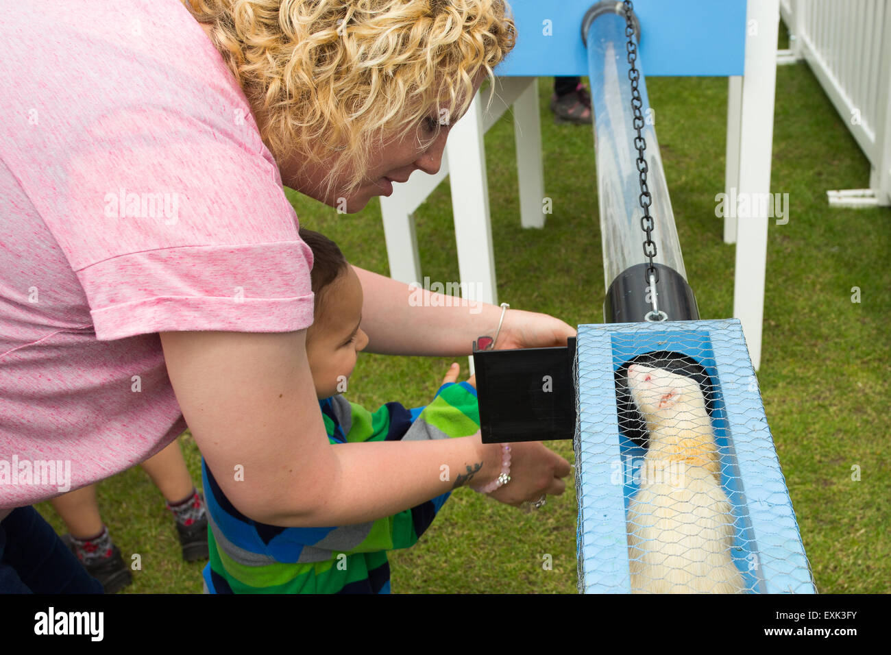 Harrogate, North Yorkshire, UK. 14th July 2015. Ferret racing on the ...