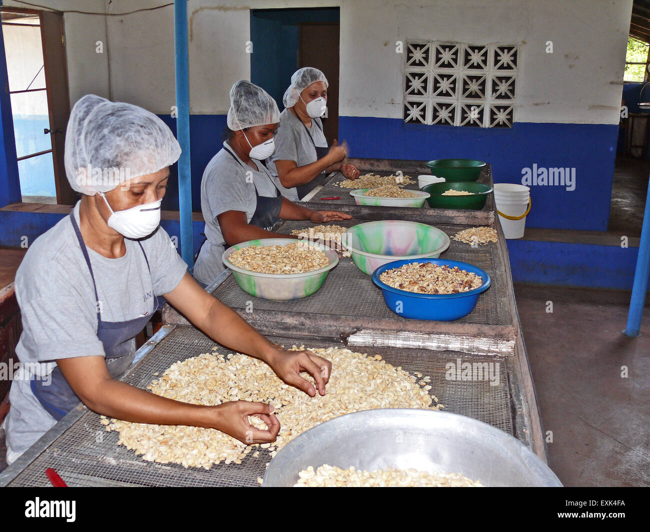 Panama, Central America, 2007. A Cashew nut factory. People cleaning