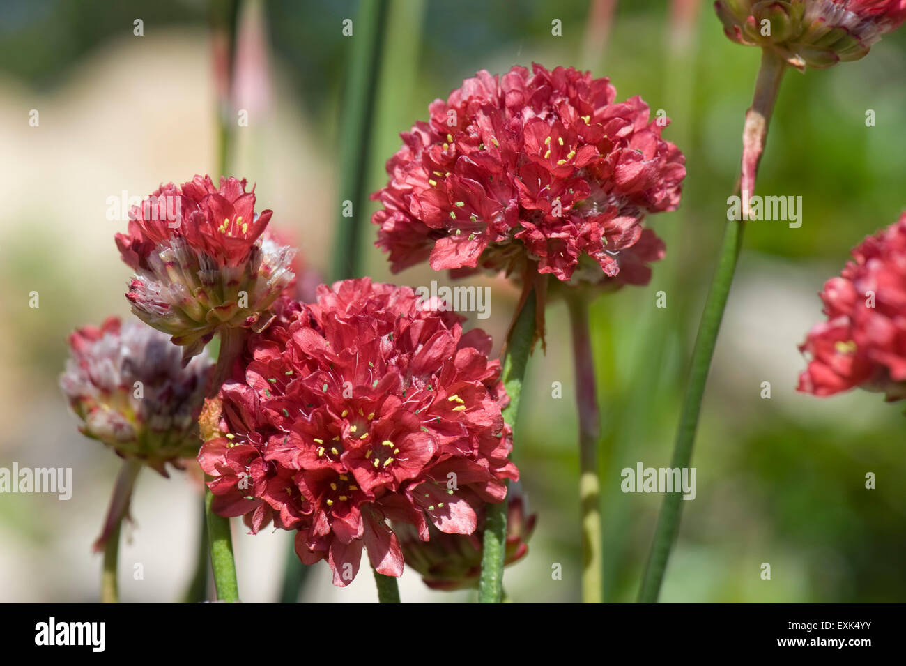 Alpine thrift, Armenia 'Ballerina Red', flowering in a garden rockery, Berkshire, May Stock Photo