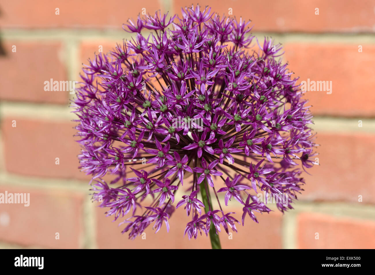 Allium 'Sensation' purple flower head, a gharden bulb ornamenmtal, Berkshire, May Stock Photo