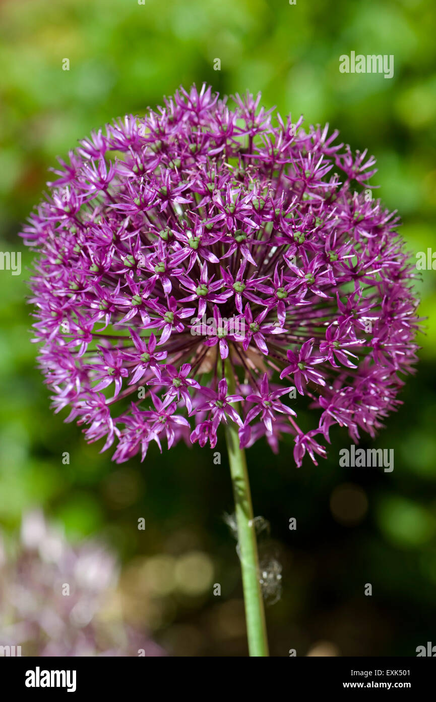 Allium 'Sensation' purple flower head, a gharden bulb ornamenmtal, Berkshire, May Stock Photo