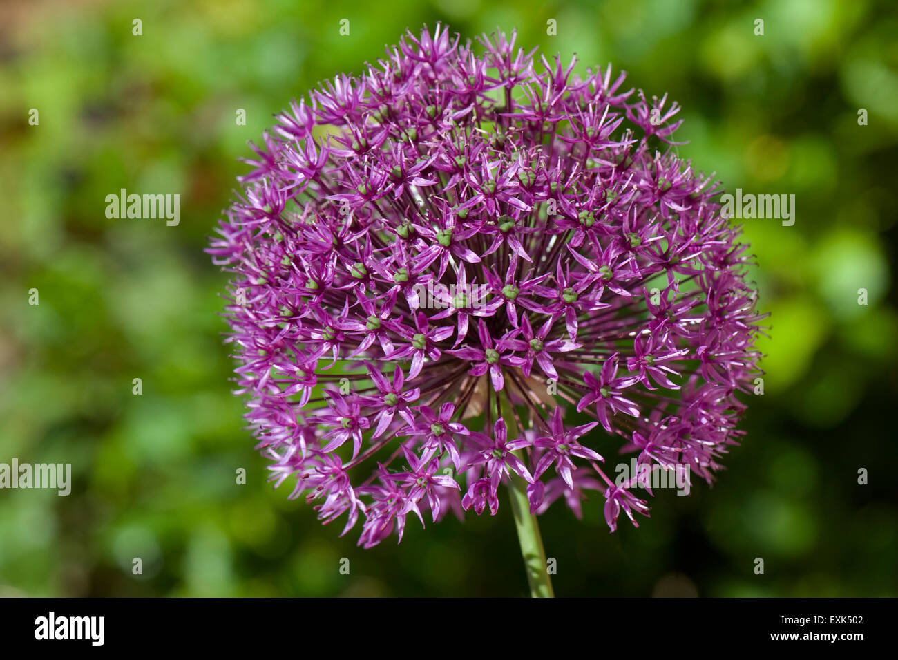 Allium 'Sensation' purple flower head, a gharden bulb ornamenmtal, Berkshire, May Stock Photo