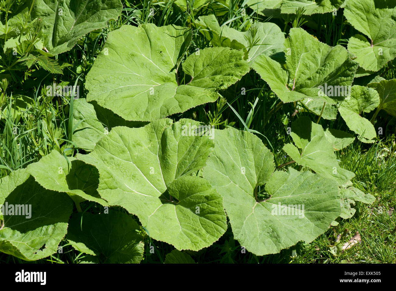 Common butterbur, Petasites hybridus, large leaves along the Kennet and Avon canal after the plants have flowered, Berkshire, May Stock Photo