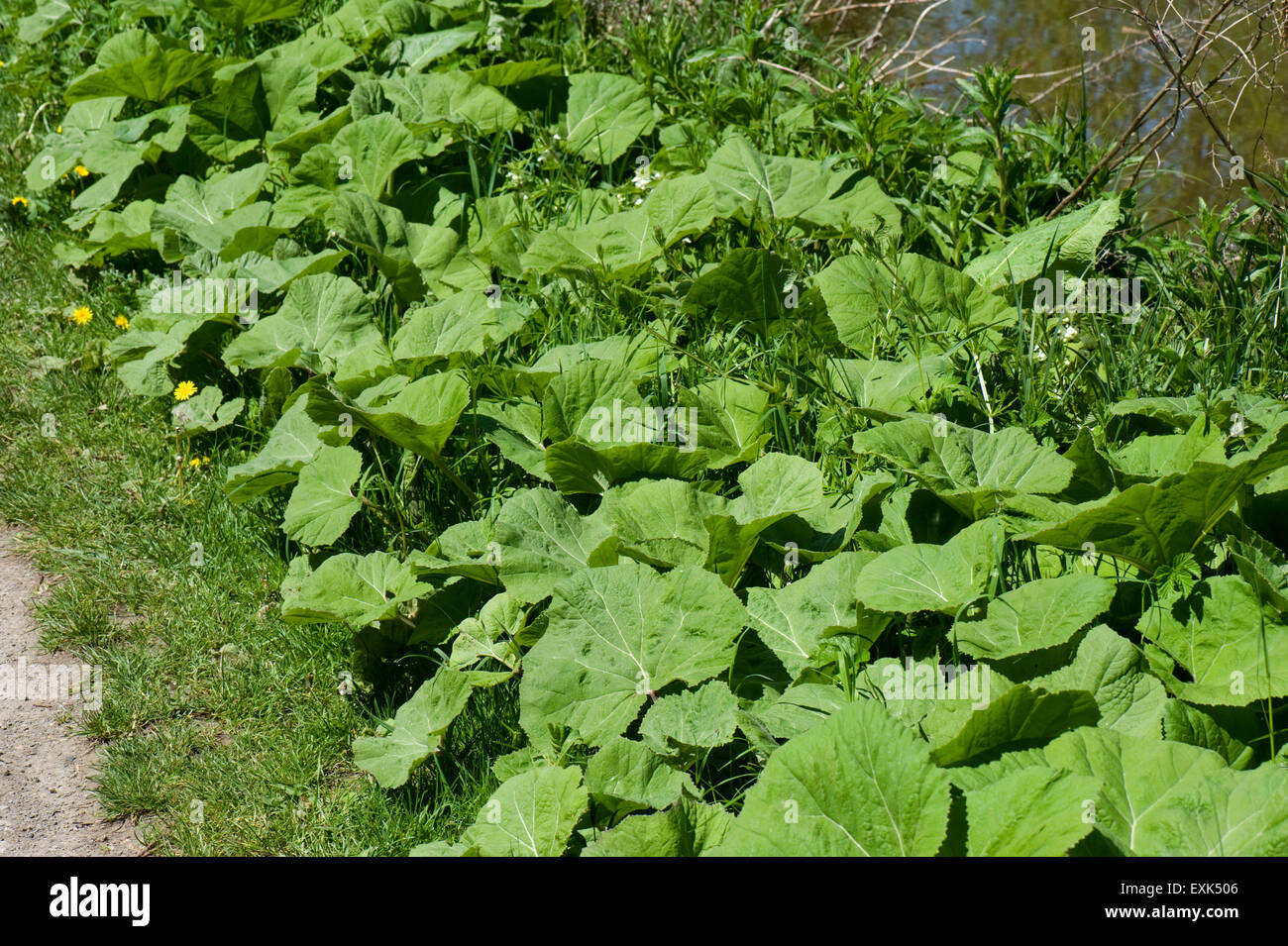 Common butterbur, Petasites hybridus, large leaves along the Kennet and Avon canal after the plants have flowered, Berkshire, May Stock Photo