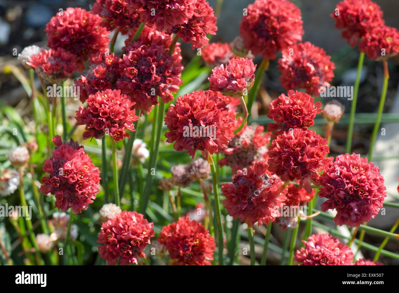 Alpine thrift, Armenia 'Ballerina Red', flowering in a garden rockery, Berkshire, June Stock Photo