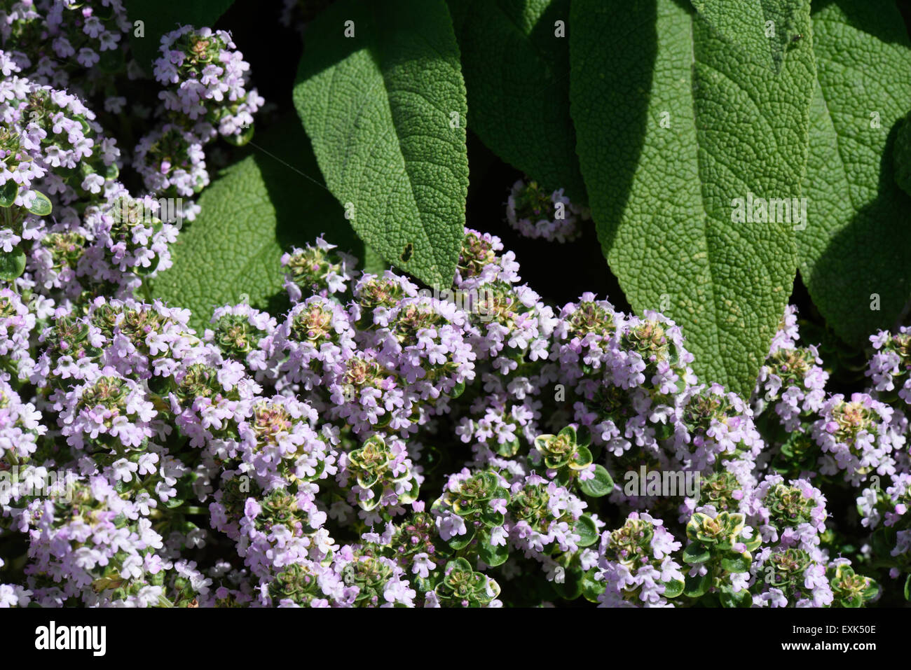 Raised bed for culinary herbs, thyme (flowering) and sage for use in the kitchen Stock Photo