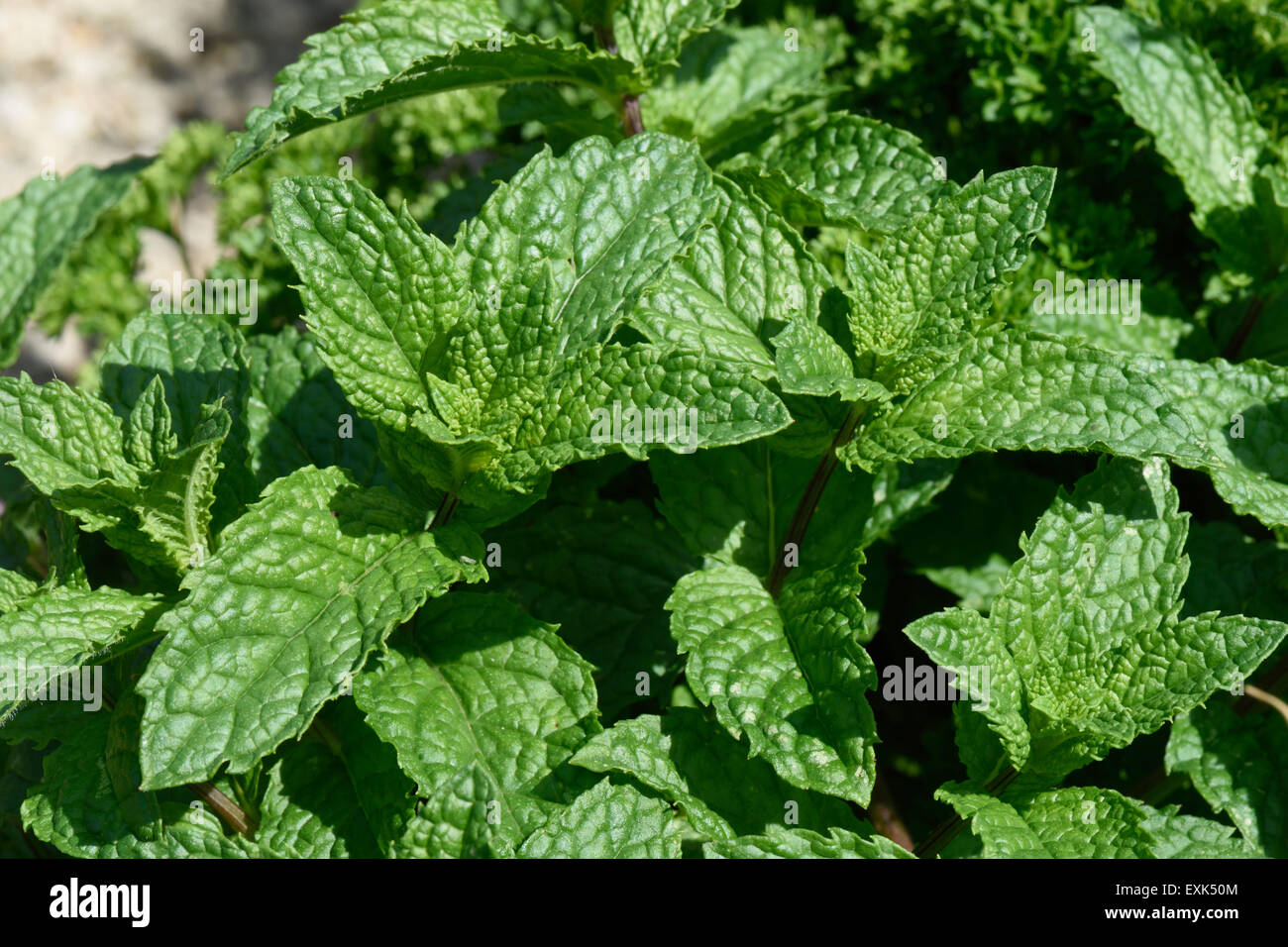 Kitchen herb - spearmint leaves Stock Photo