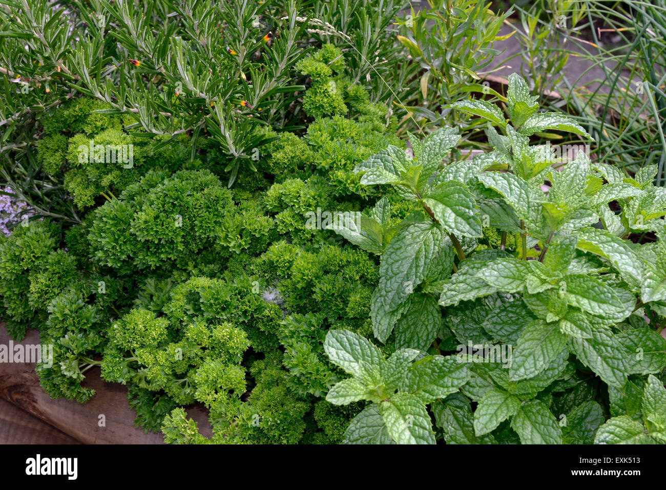Raised bed for culinary herbs, mint, curly leaf parsley, and rosemary for use in the kitchen Stock Photo