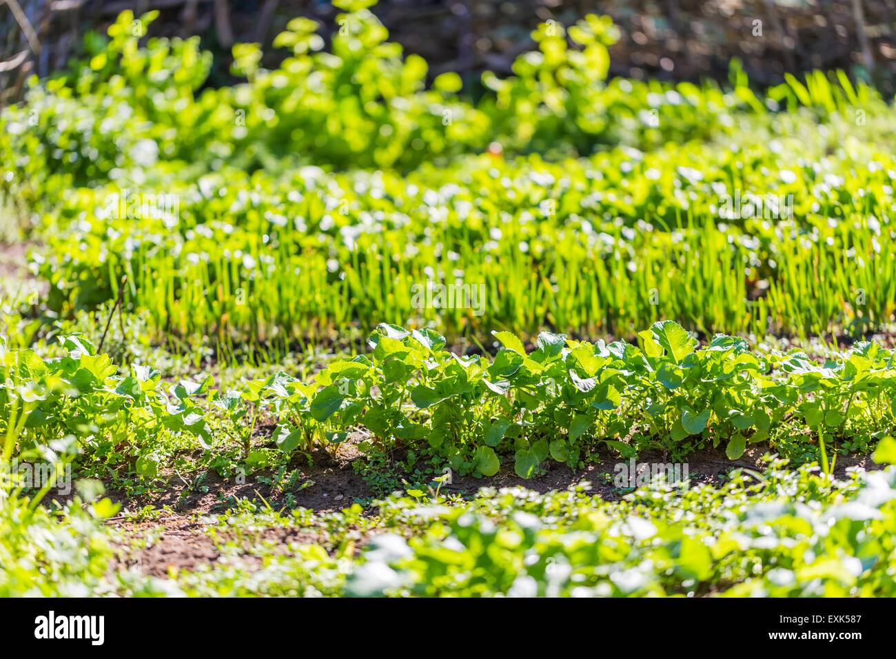 Beautiful ecologic organic garden with small vegetables sprouts. Springtime garden Stock Photo
