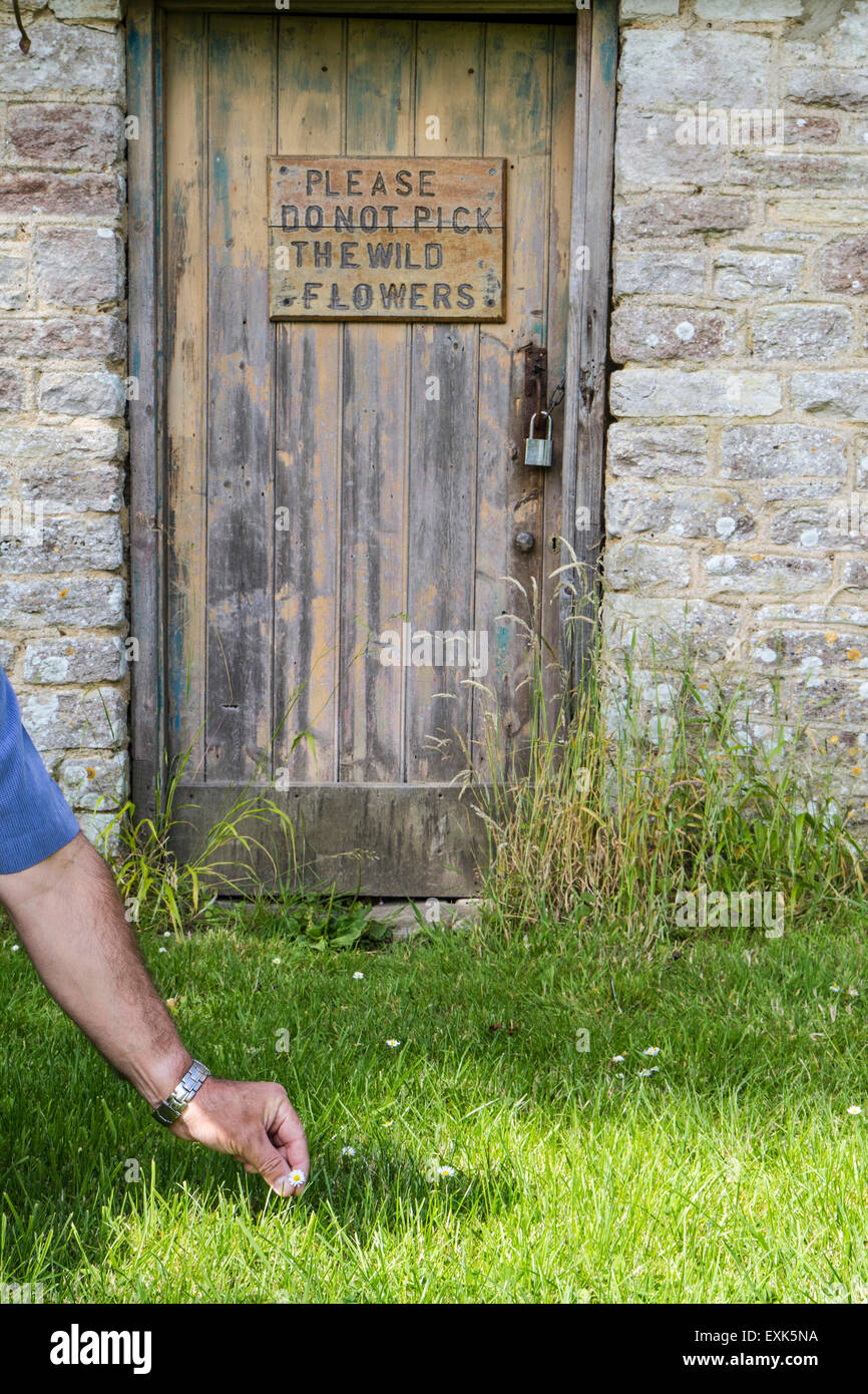 picking a daisy with a sign above saying do not pick the wild flowers Stock Photo