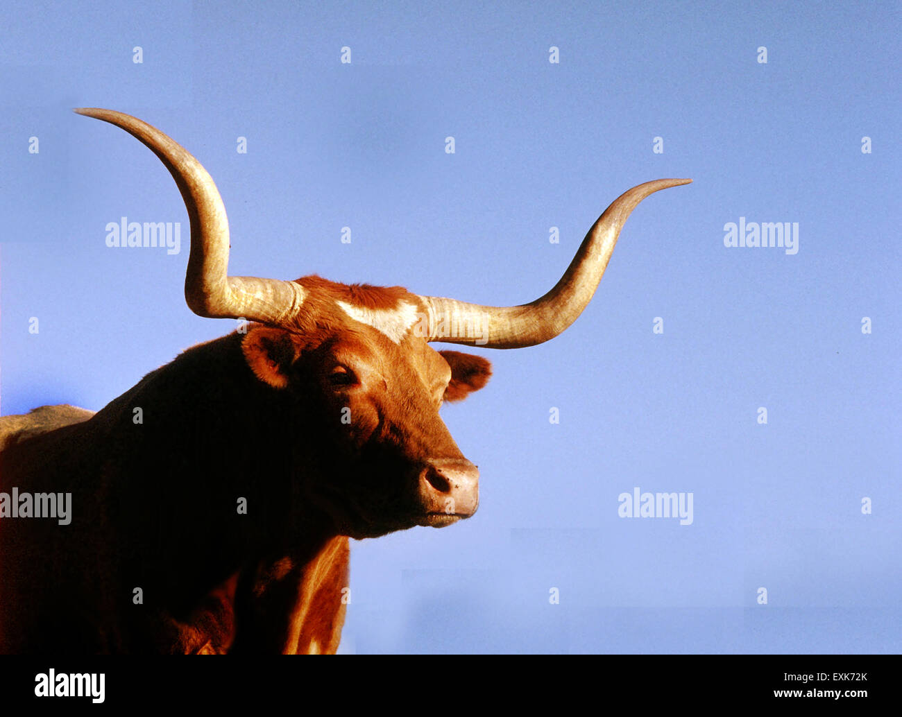 State animal for Texas is the Longhorn, mascot for the University of Texas and numerous high schools. Longhorns brought by Spanish could were hardy and could survive in dry Texas ranches before being herded north to the railroad in the 1850's. Stock Photo