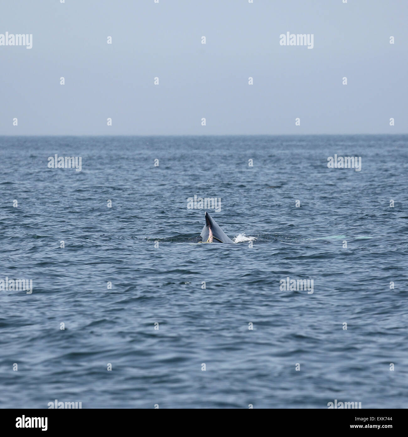 Injured whale hi-res stock photography and images - Alamy