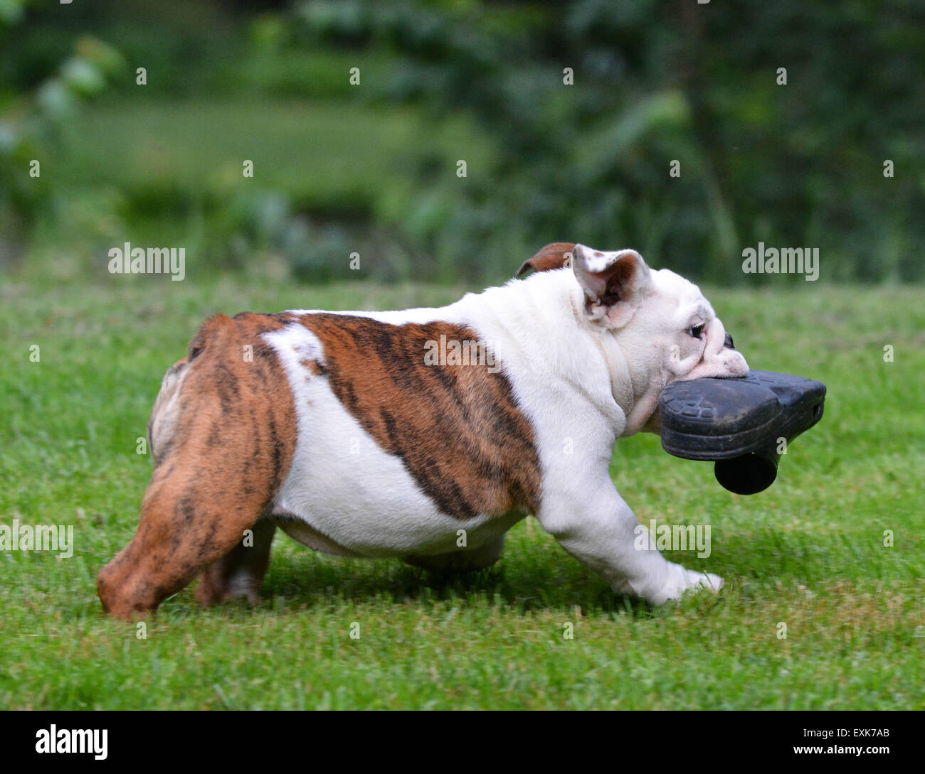 Dog stealing shoe hires stock photography and images Alamy