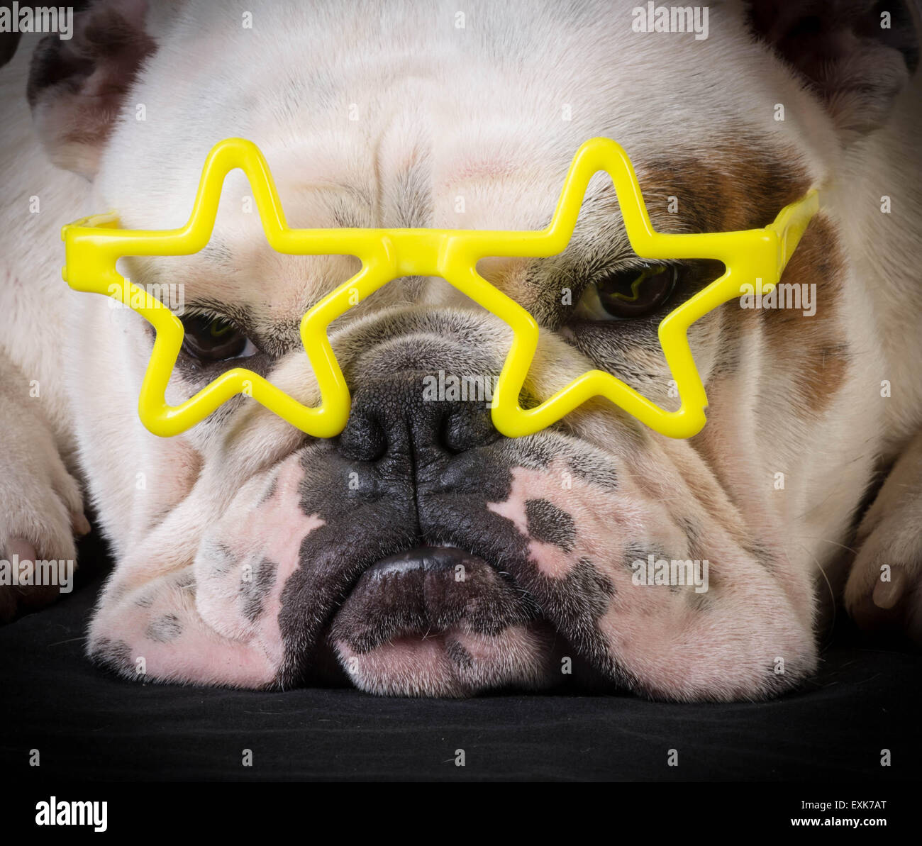 famous dog - bulldog wear yellow star glasses Stock Photo