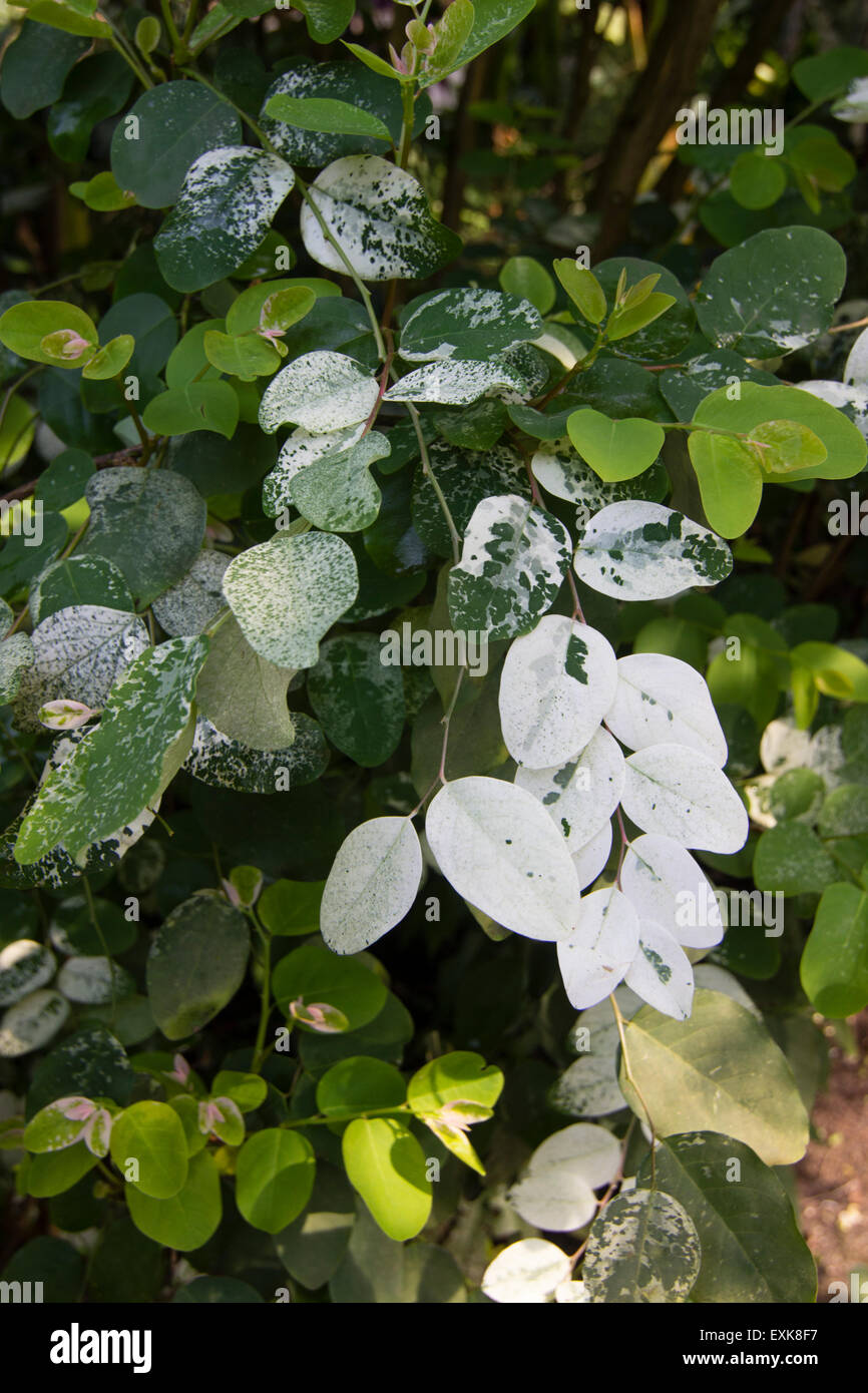 White spotted foliage of the tropical hedging shrub, Breynia nivosa 'Rosea Picta' Stock Photo