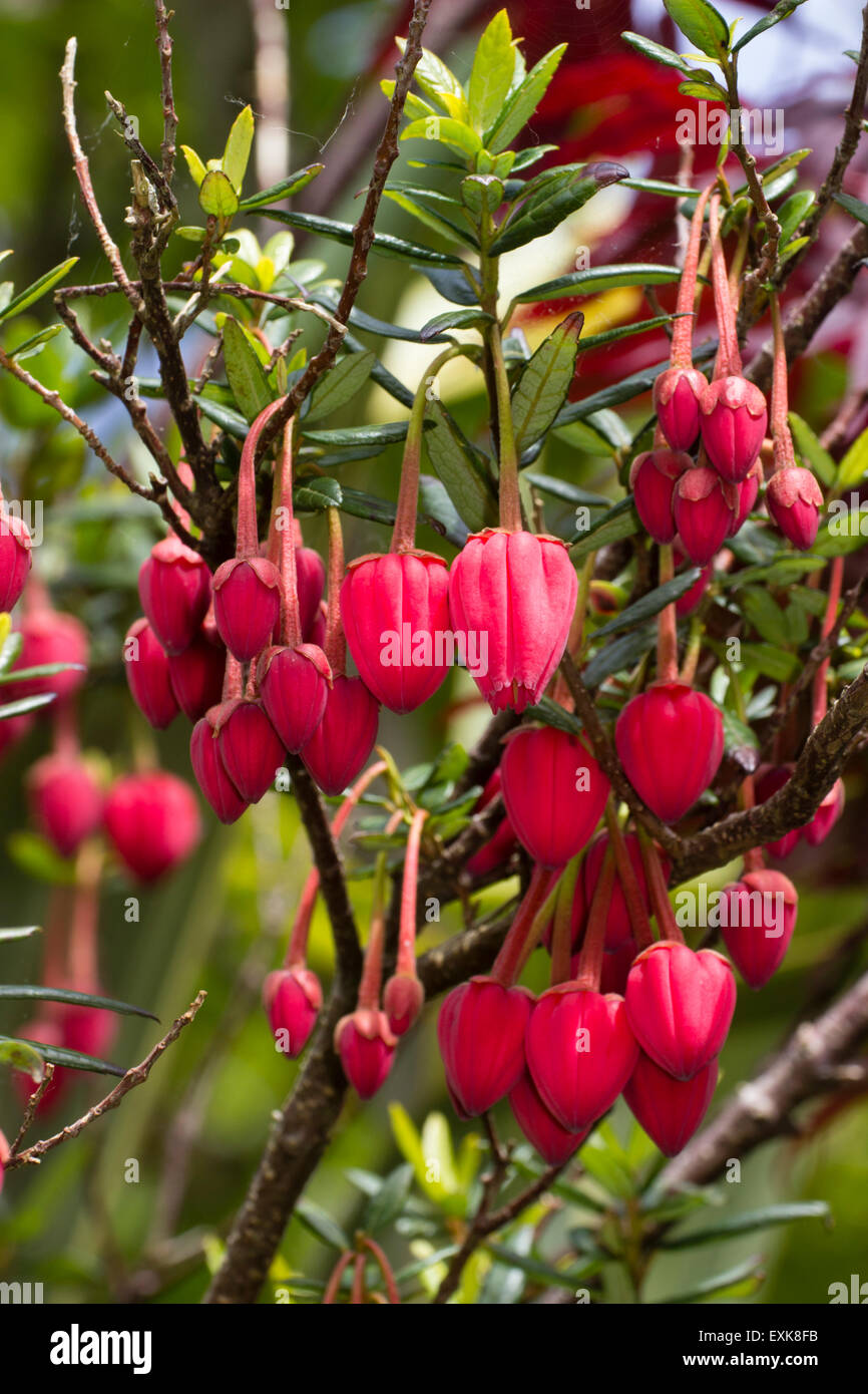 Massed dangling May lanterns of the Chilean evergreen, Crinodendron hookerianum Stock Photo