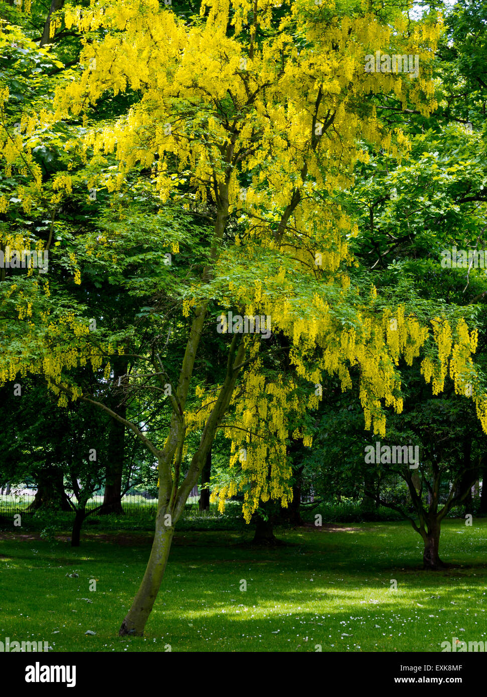 Laburnum tree in full flower in late spring with distinctive yellow colour covering the branches