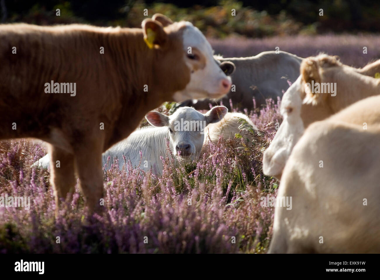 Cows in New Forest, Dorset, Great Britain, Europe Stock Photo