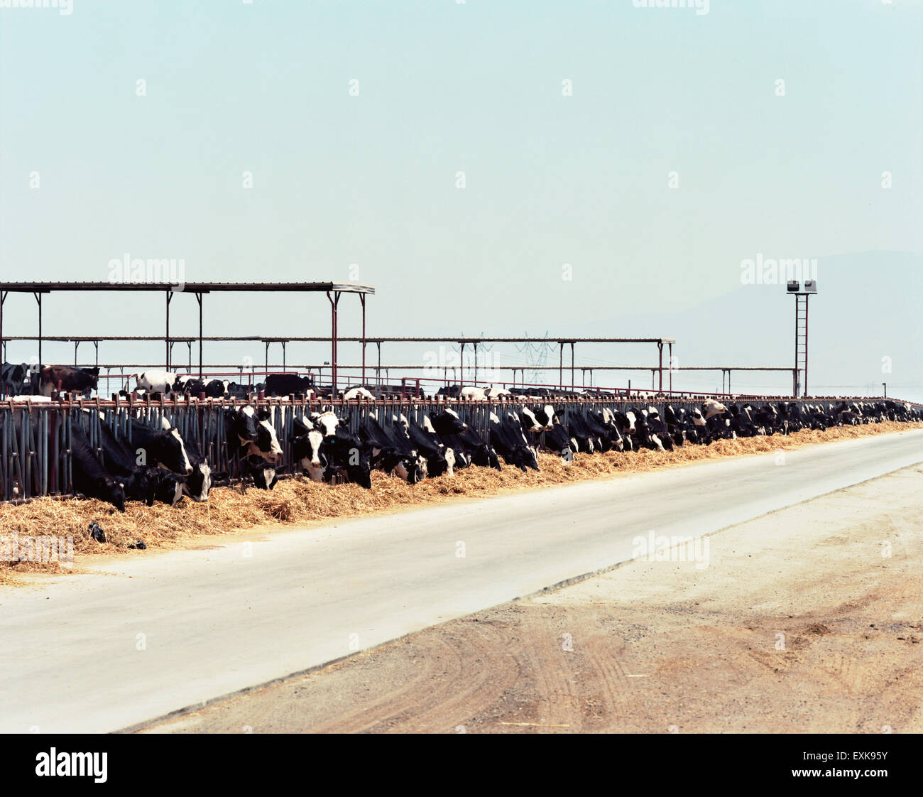 cattle feeding at a dairy farm Stock Photo