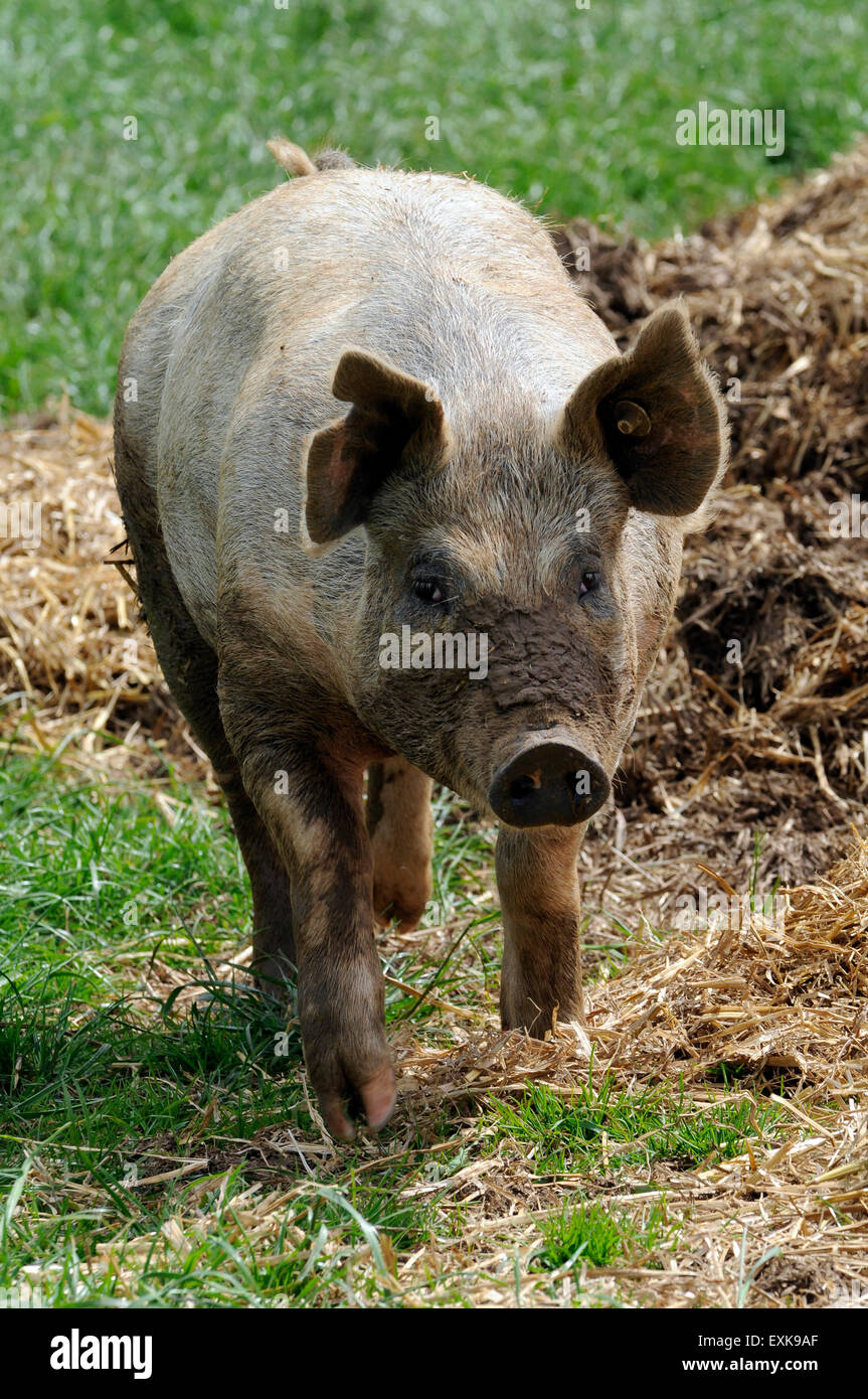 Pig on a organic farm in england UK europe Stock Photo