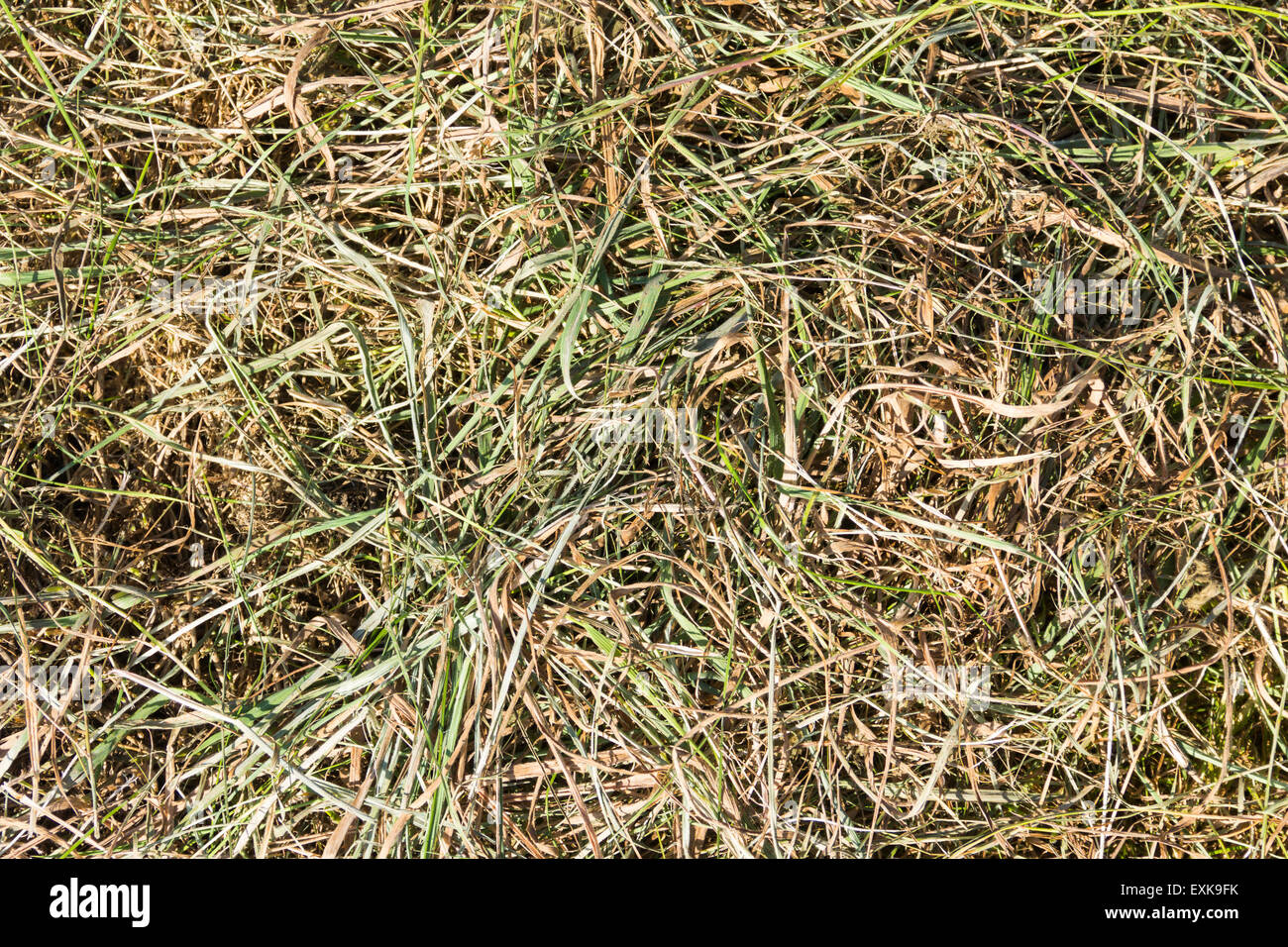 Close up of recently mown arable field of grass with mown grass left scattered to dry. Stock Photo