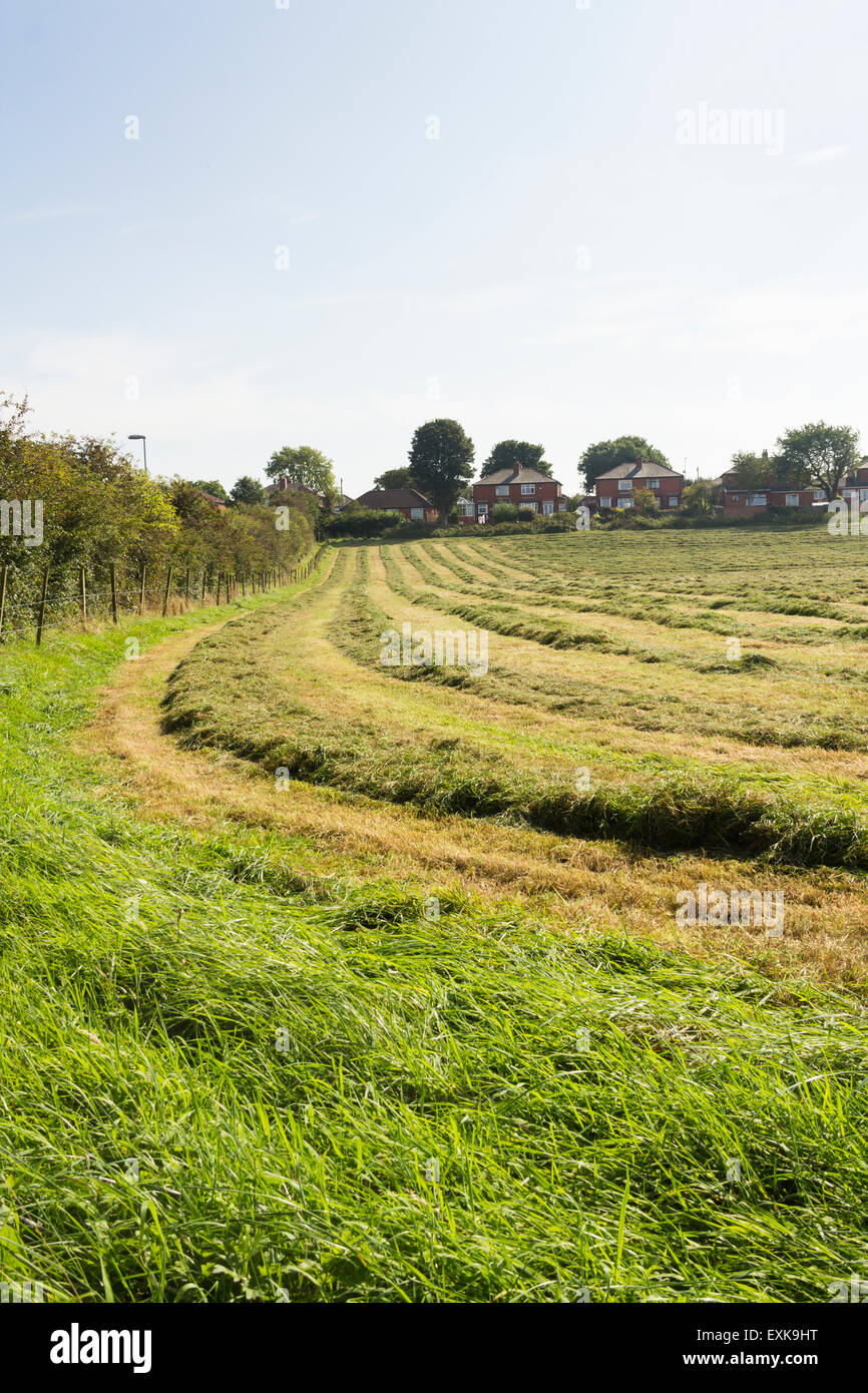 Grass cut for hay in a field on an urban fringe farm near Bolton