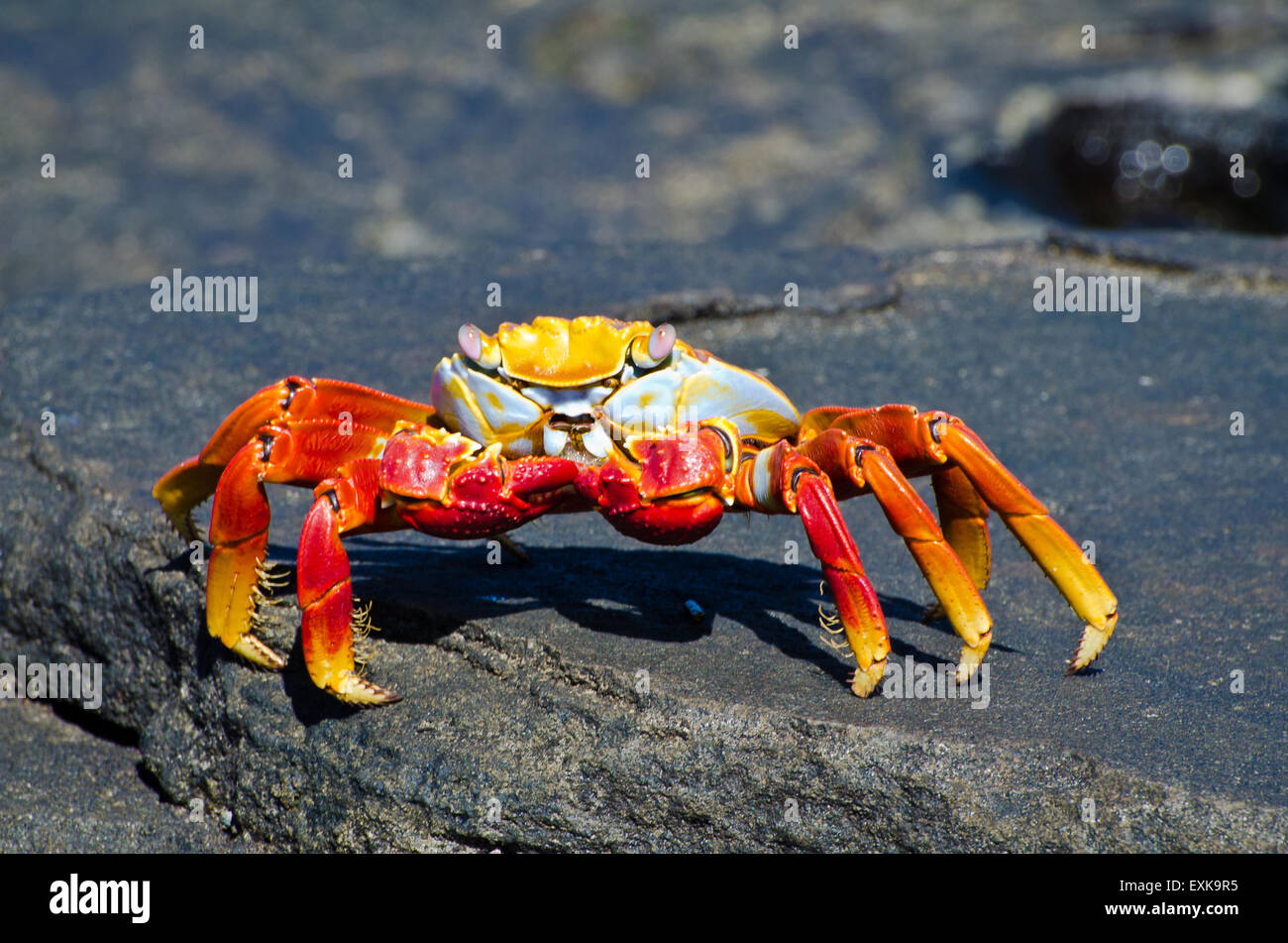 Sally Lightfoot Crab (Grapsus grapsus), Espanola Island, Galapagos, Ecuador Stock Photo