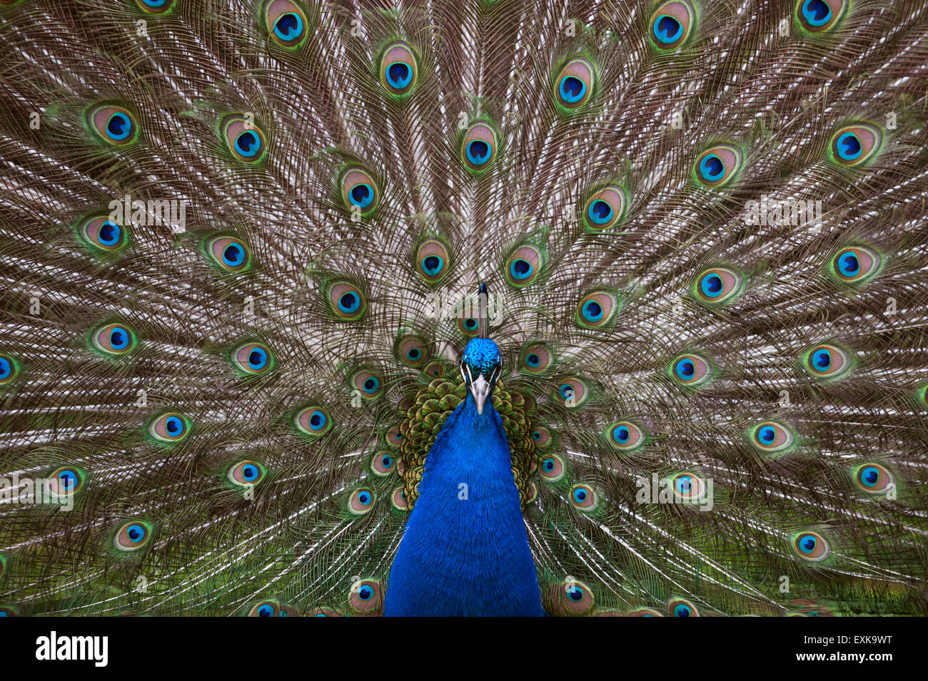 Prancing blue Peacock (P. cristatus) Stock Photo