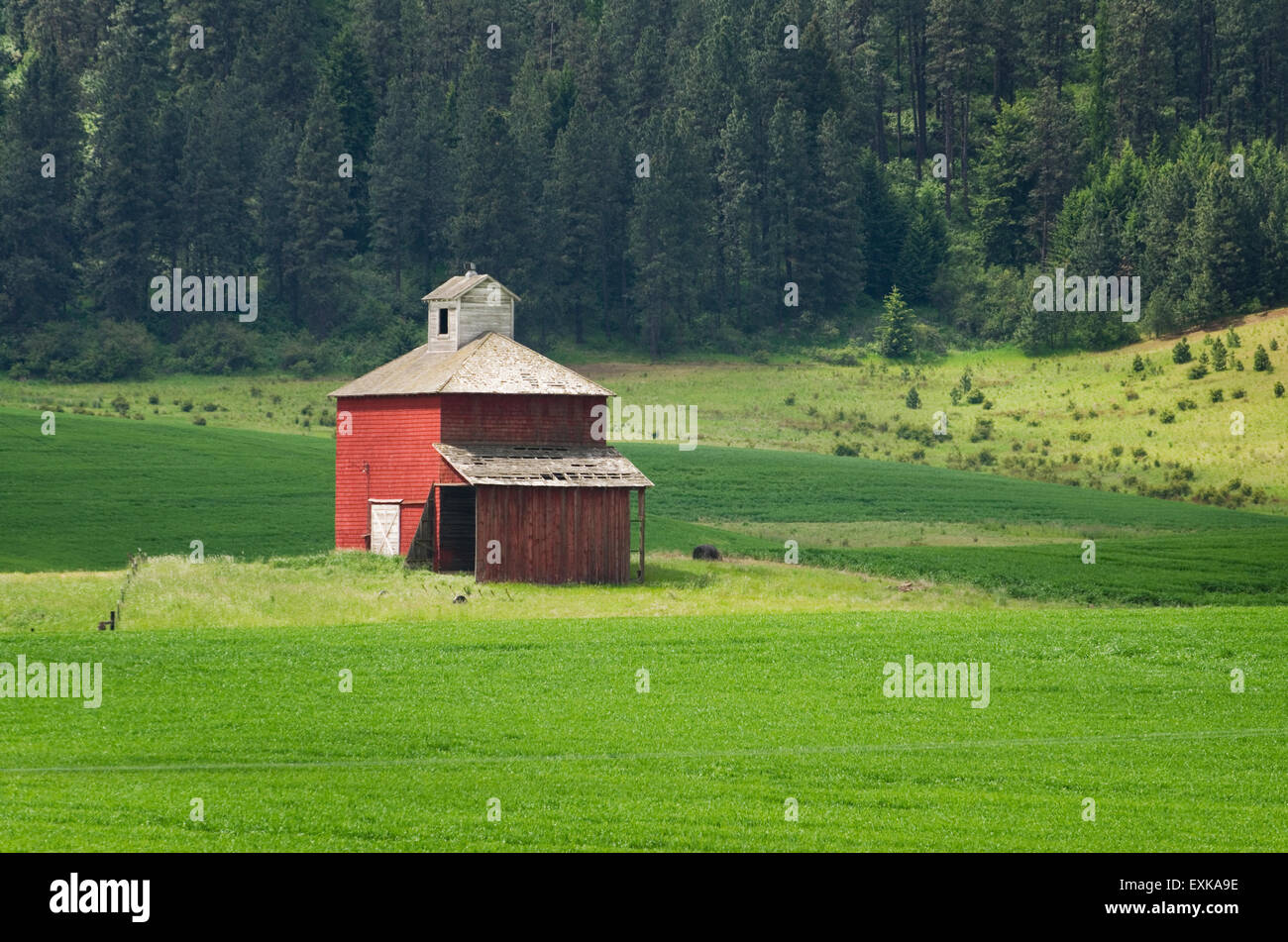 Red barn set amidst the rolling hills of green wheat fields, the ...
