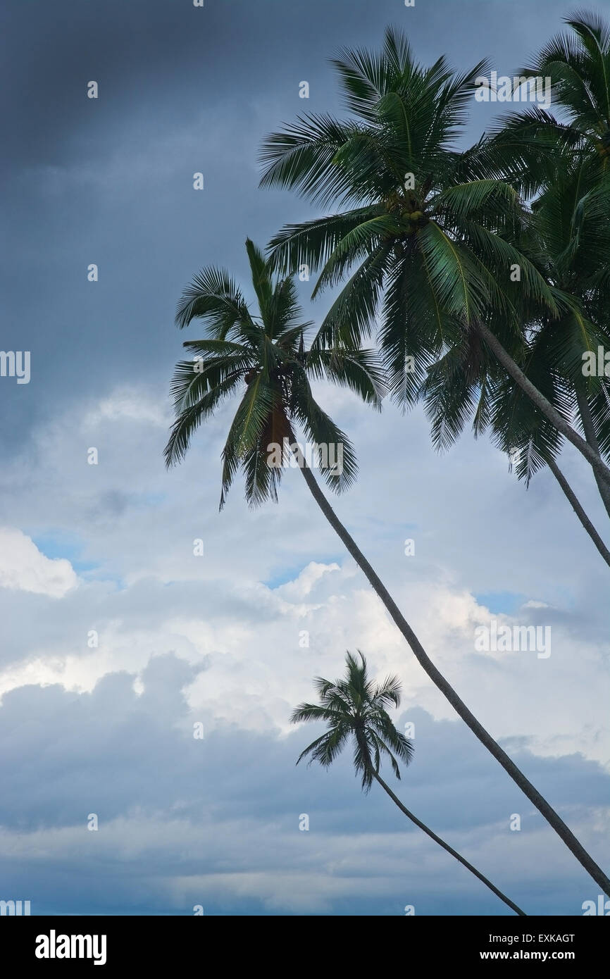 Palm tree and dark weather skies in Sri Lanka, Asia in December. Stock Photo