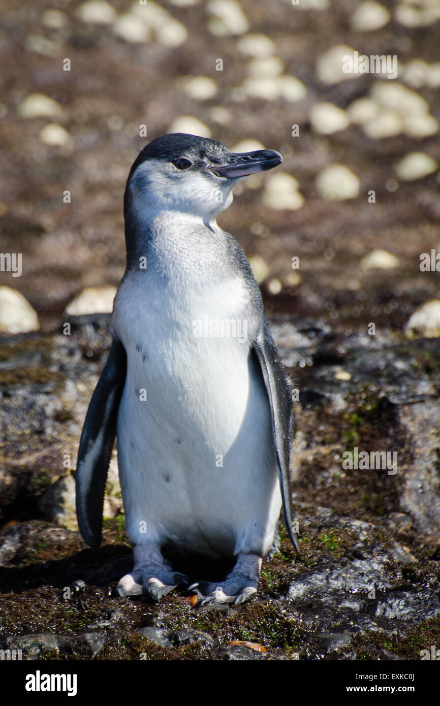Penguin eating fish hi-res stock photography and images - Alamy