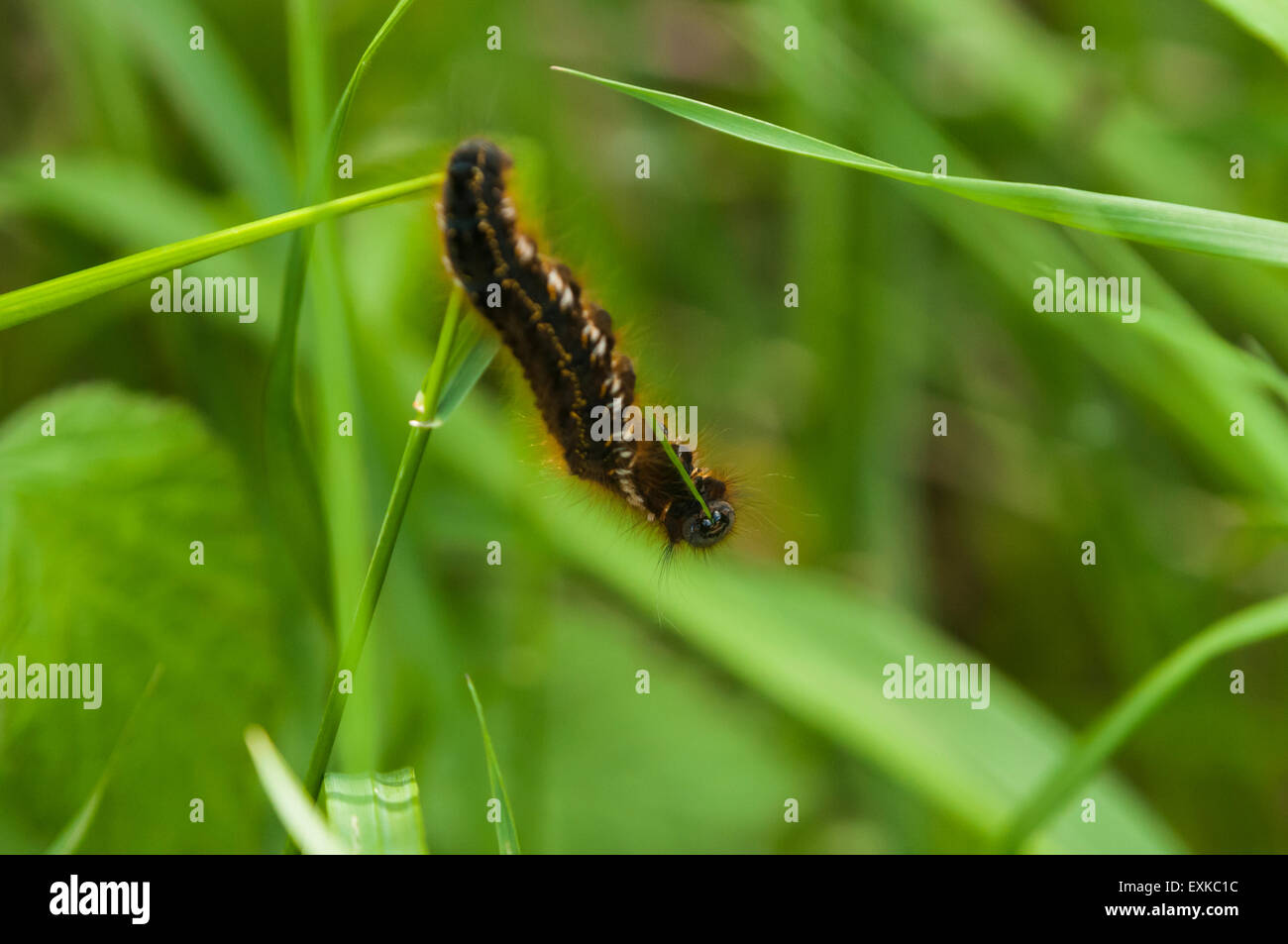 The Drinker Moth, Euthrix potatoria, Caterpillar performing acrobatic feeding on a grass stalk. Stock Photo