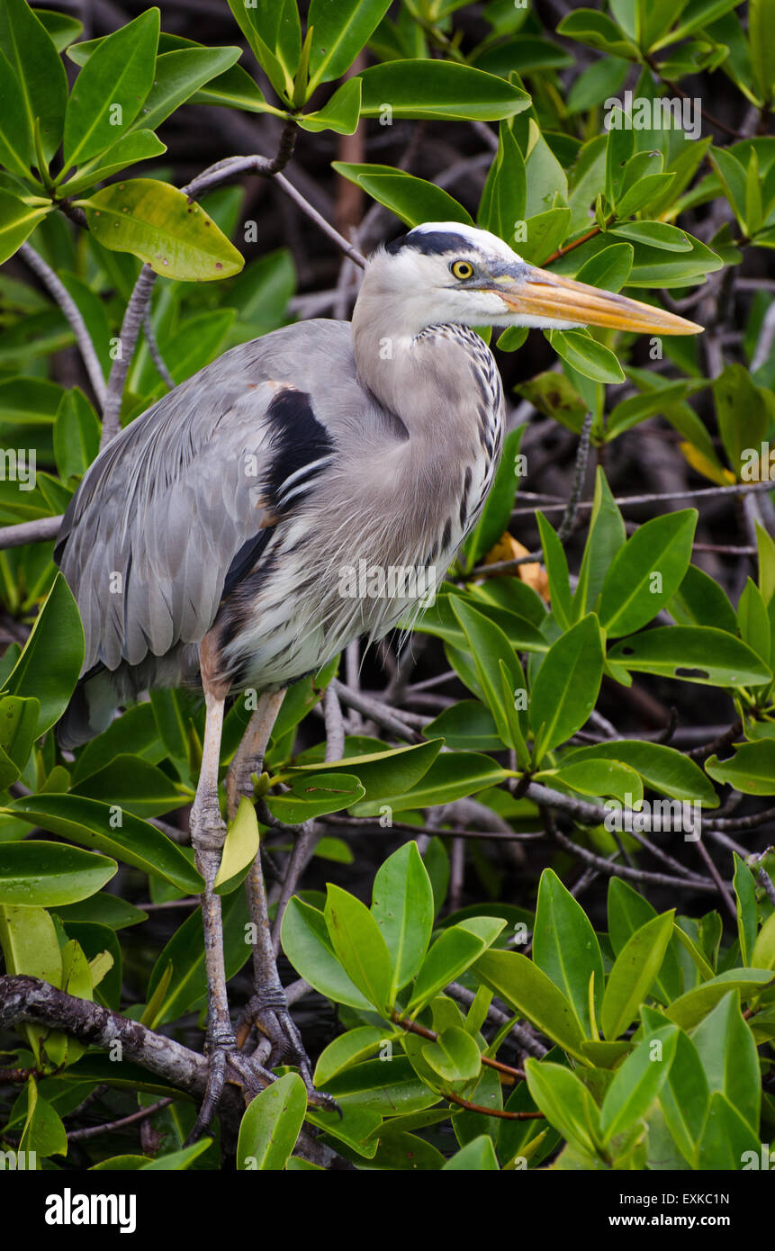 Grey Heron perced on mangrove tree, Galapagos Islands, Ecuador Stock Photo